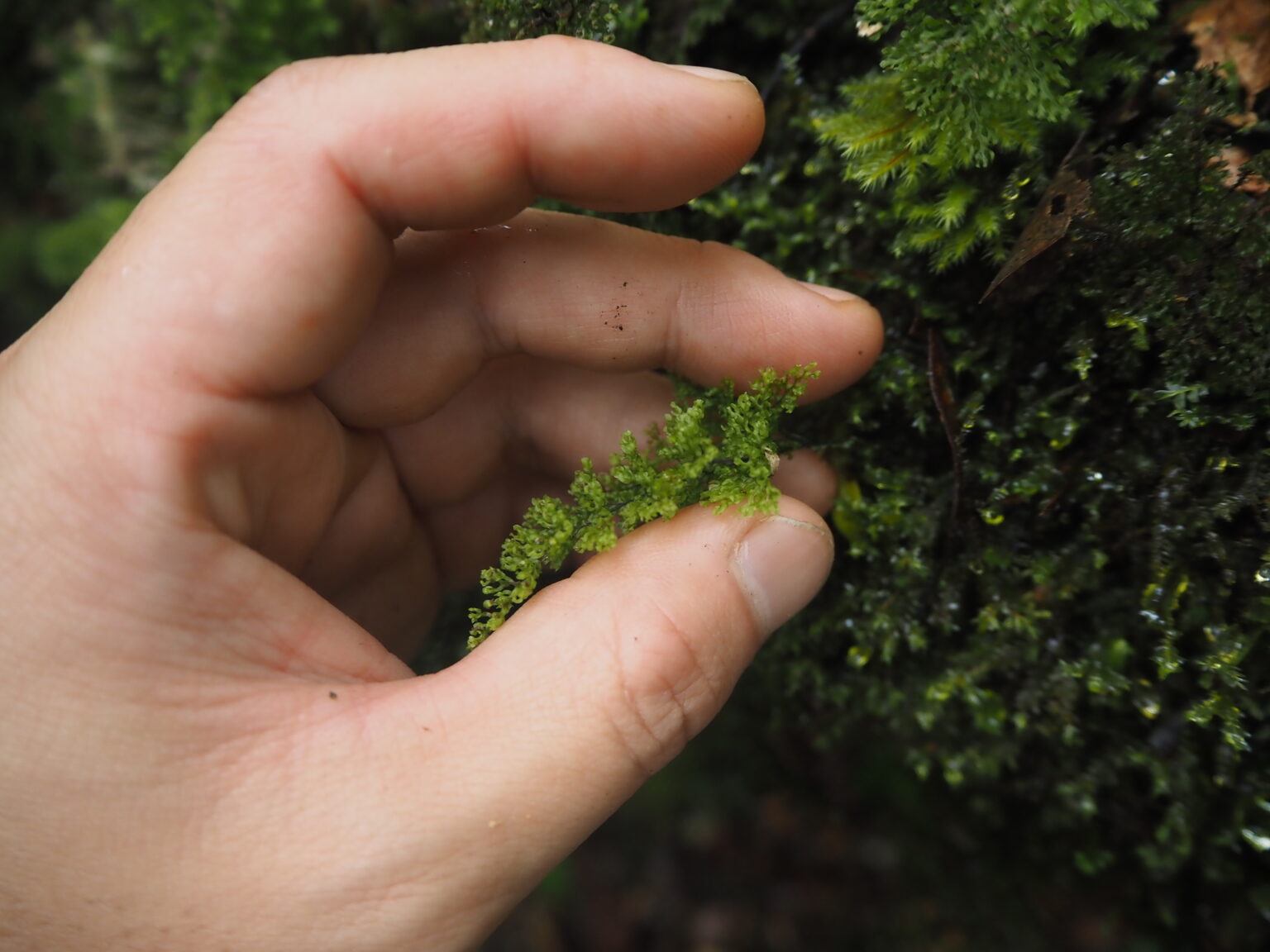 Hymenophyllum sp