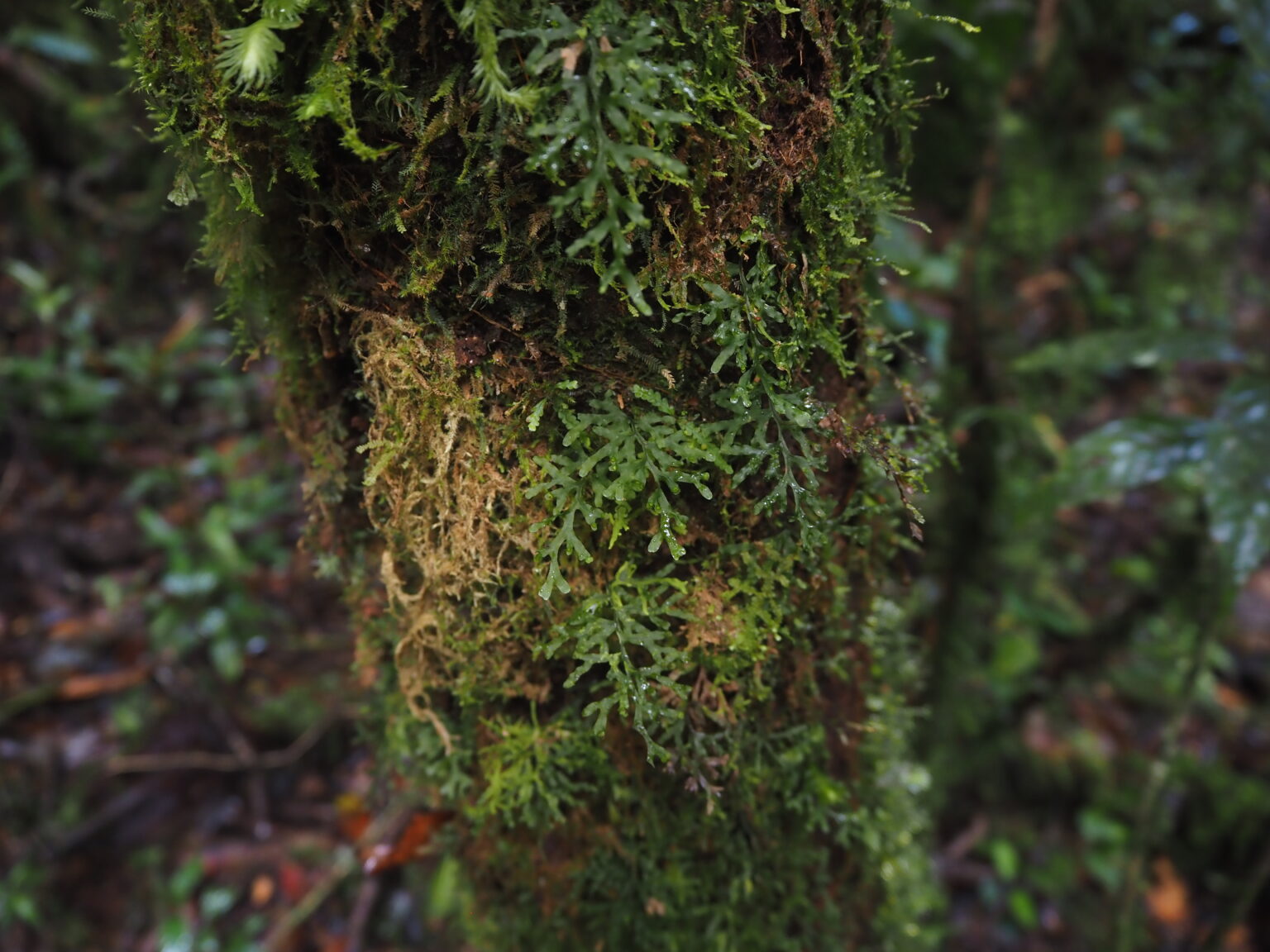 Hymenophyllum angulosum