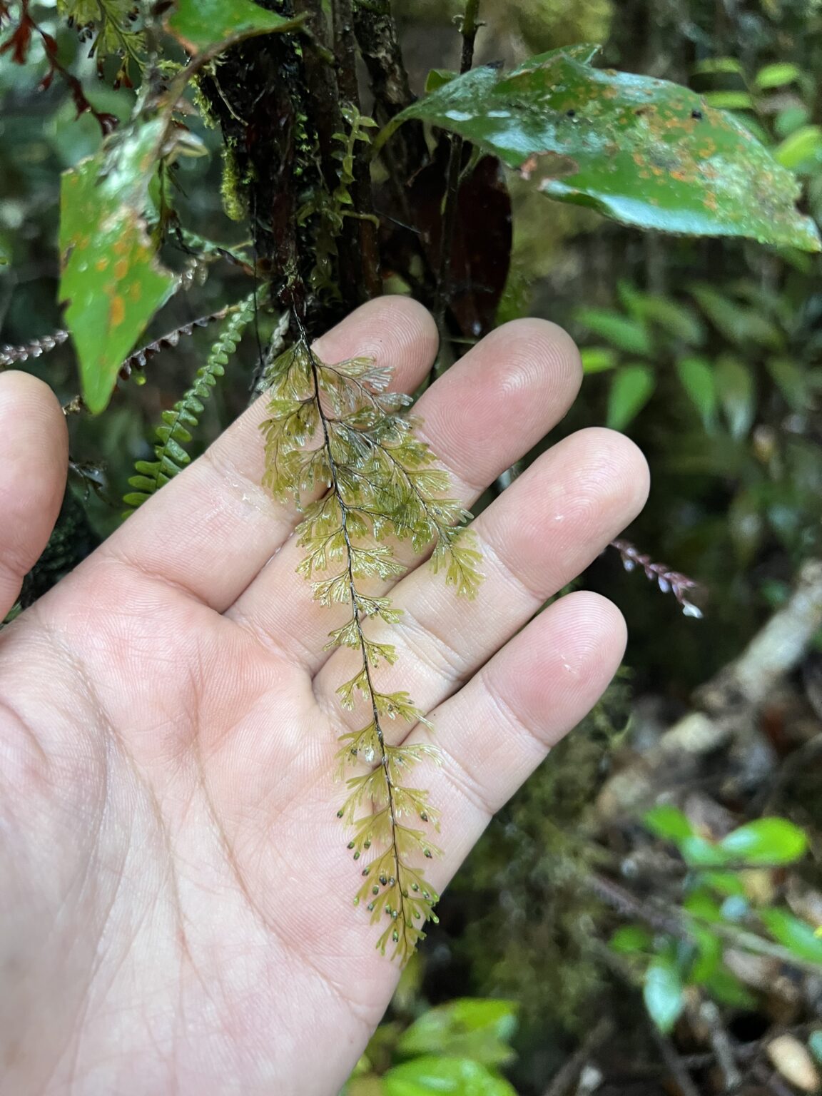 Hymenophyllum sp. Riau Sumatera K0425