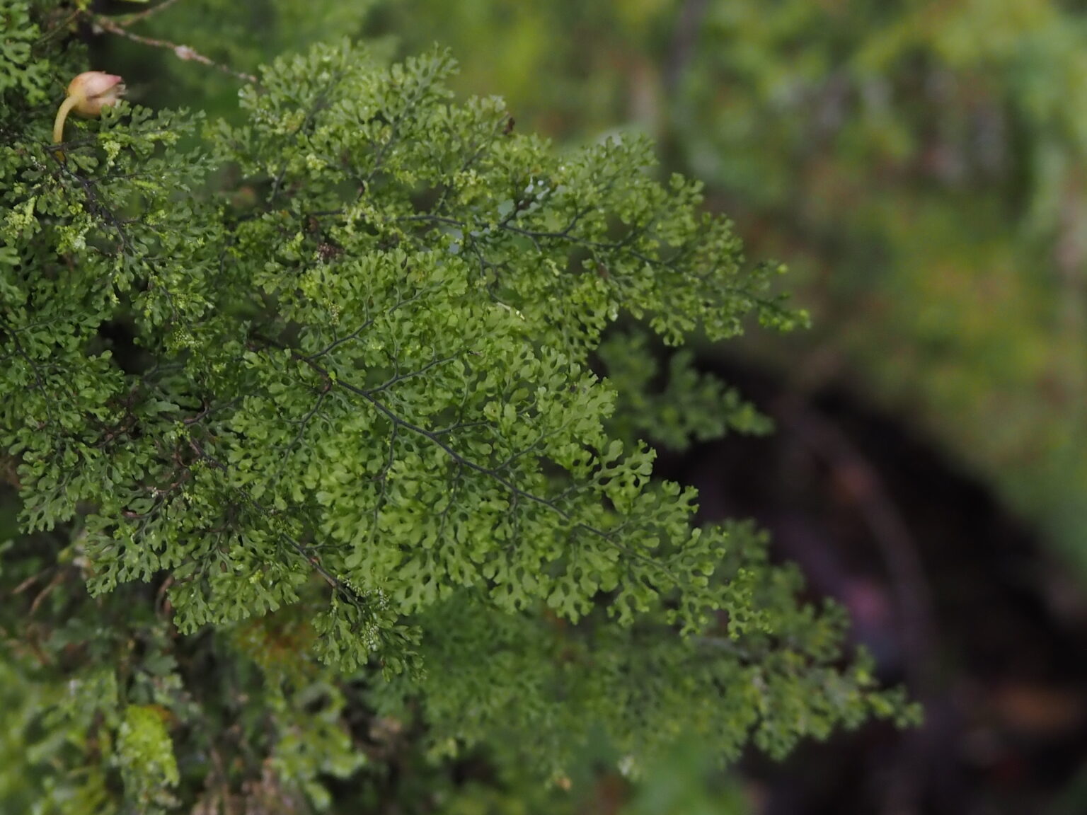 Hymenophyllum denticulatum OR acanthoides