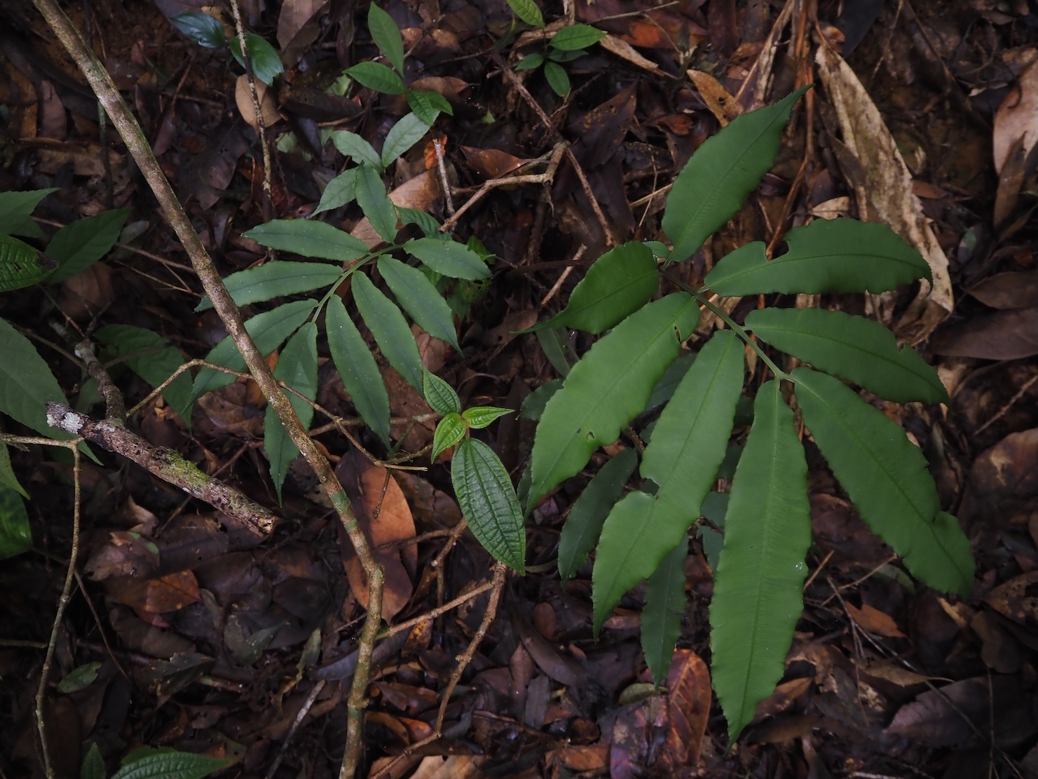 Angiopteris