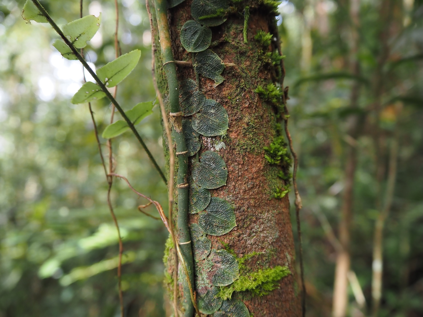 Pothos venustus Synonym : Piper venustum,