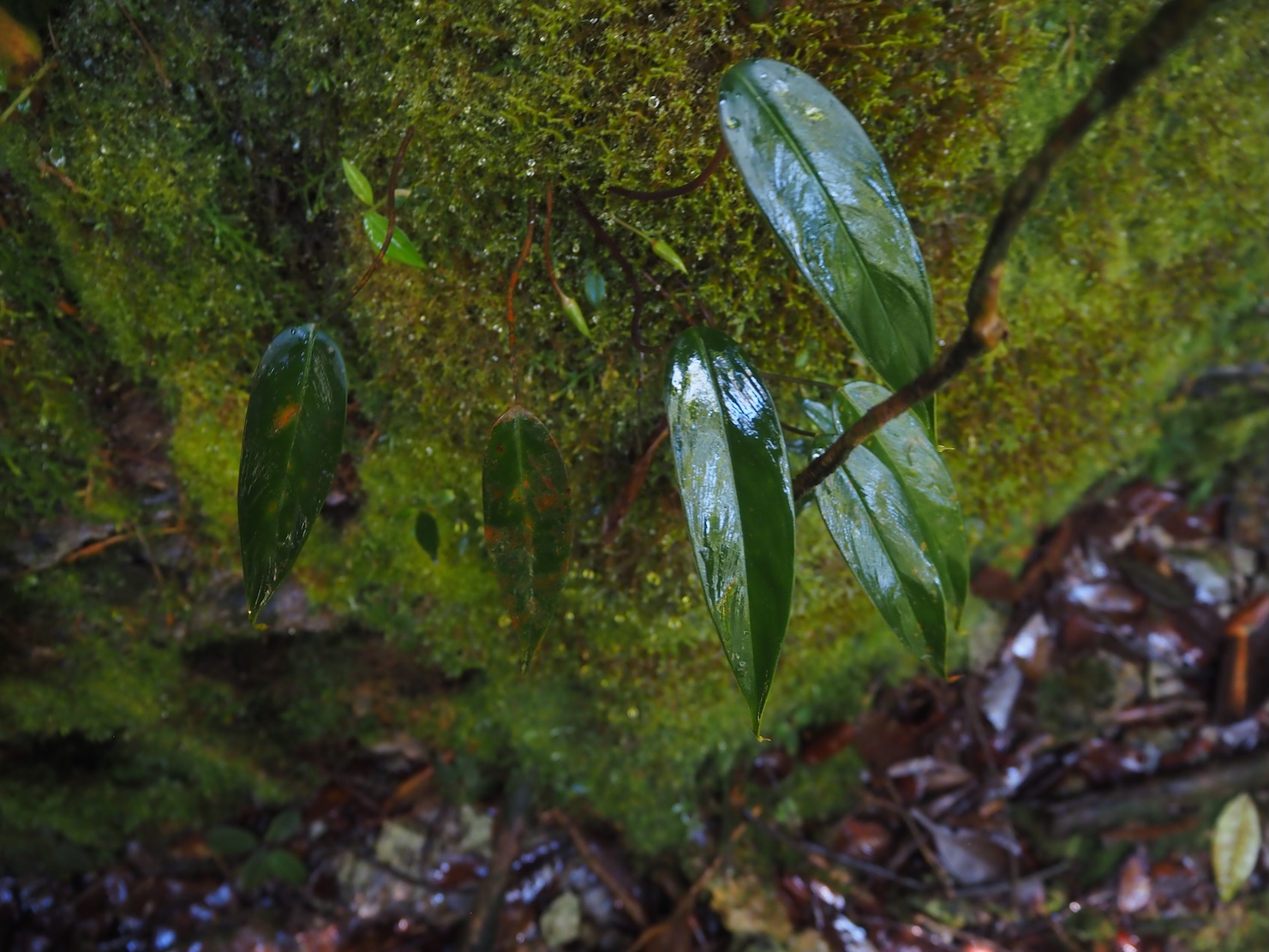 Homalomena sp. Riau Sumatera K0425-2