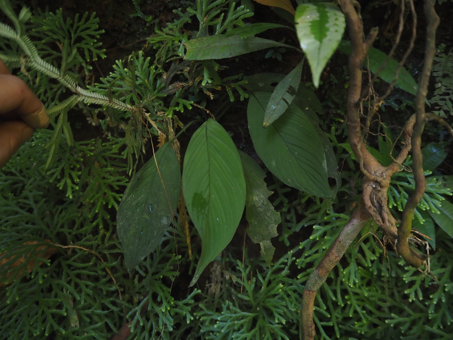 Homalomena sp. Sumatera Barat K0425-2