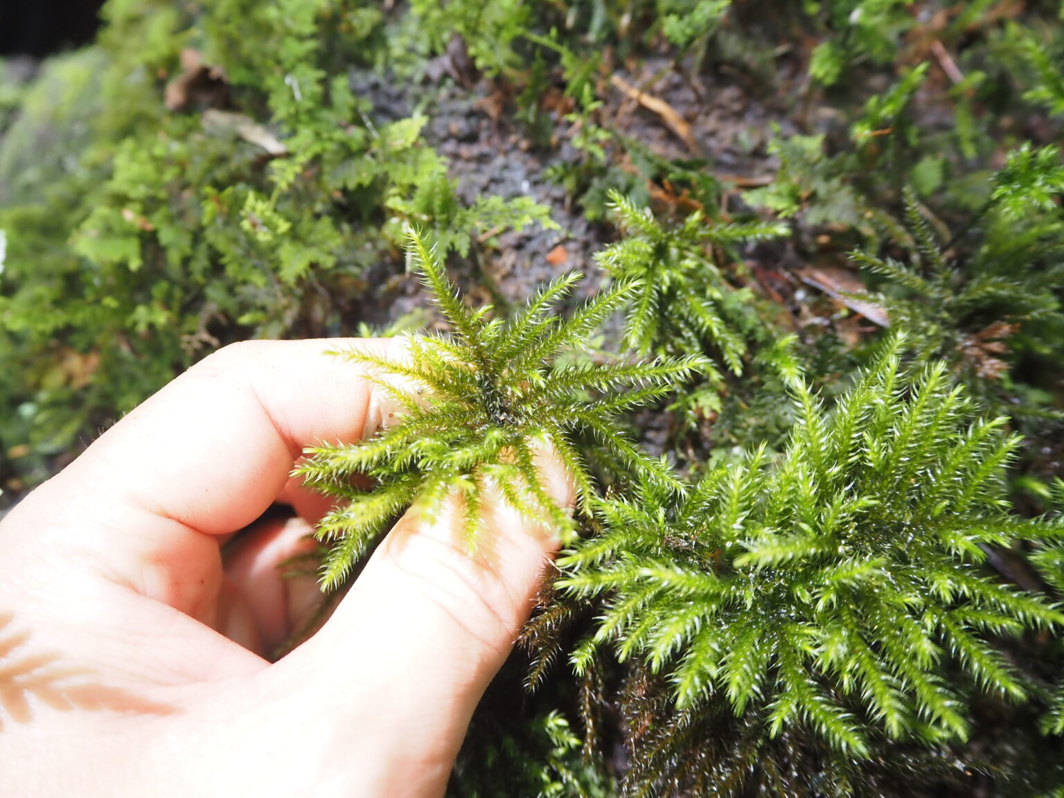 Hypnodendron sp.