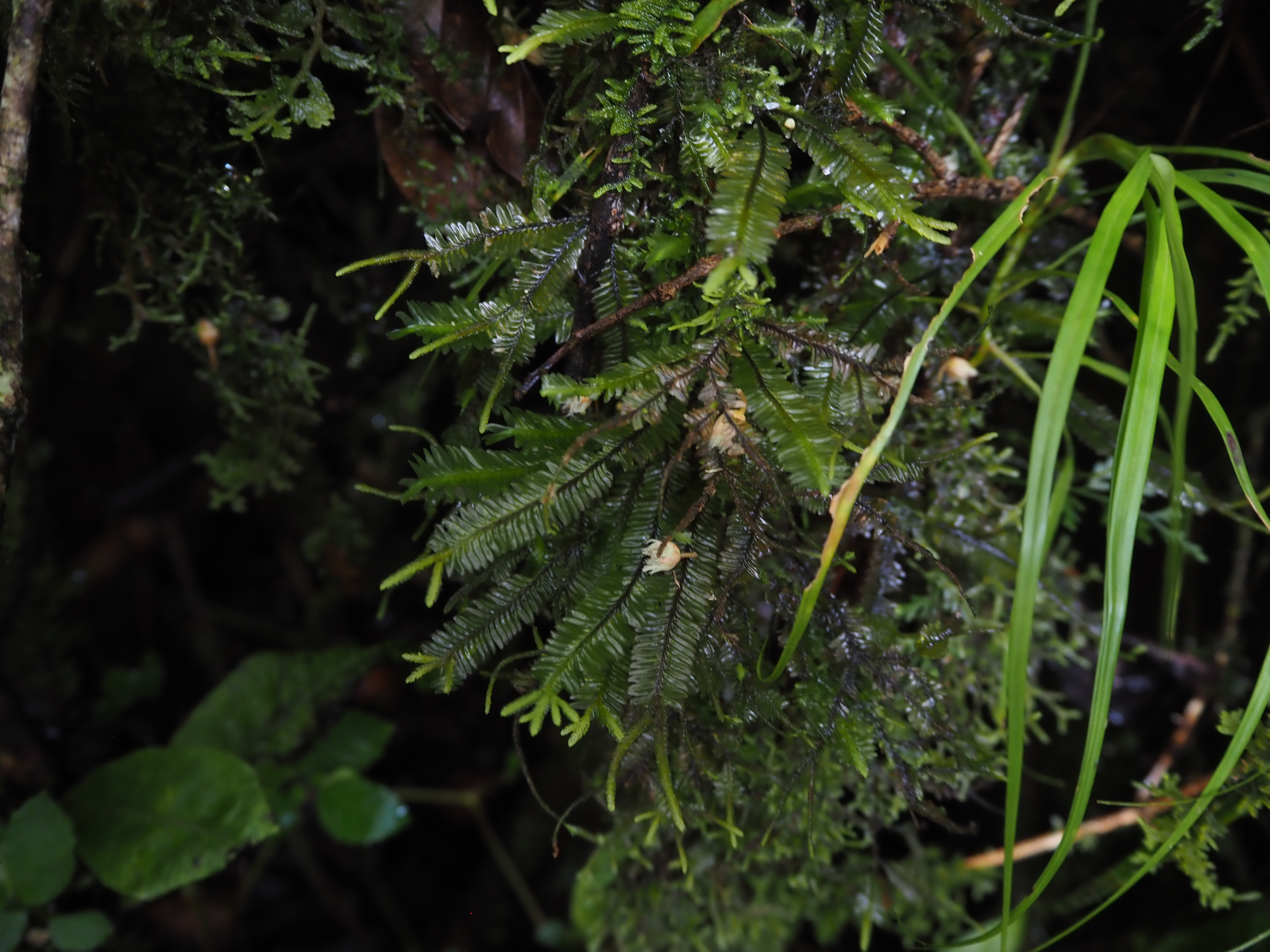 Plagichila sp.
