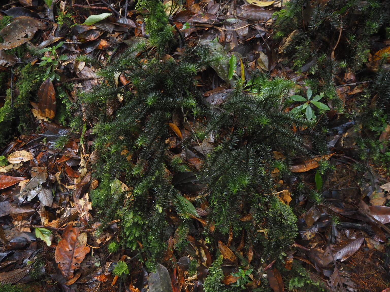 Pogonatum sp.