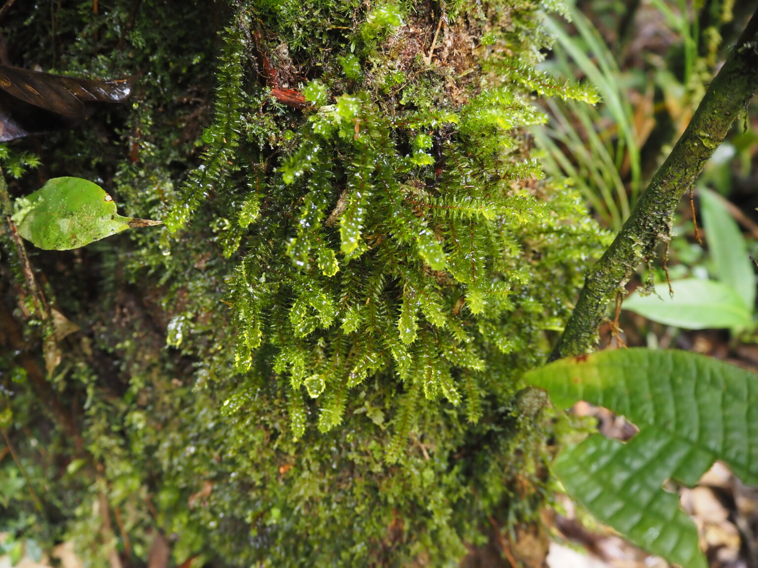 Ptychomnion sp.