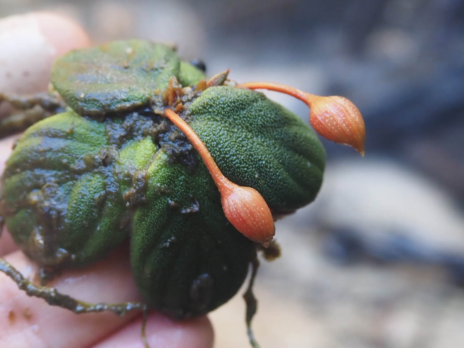 Homalomena sp. Sumatera Barat K0425-3