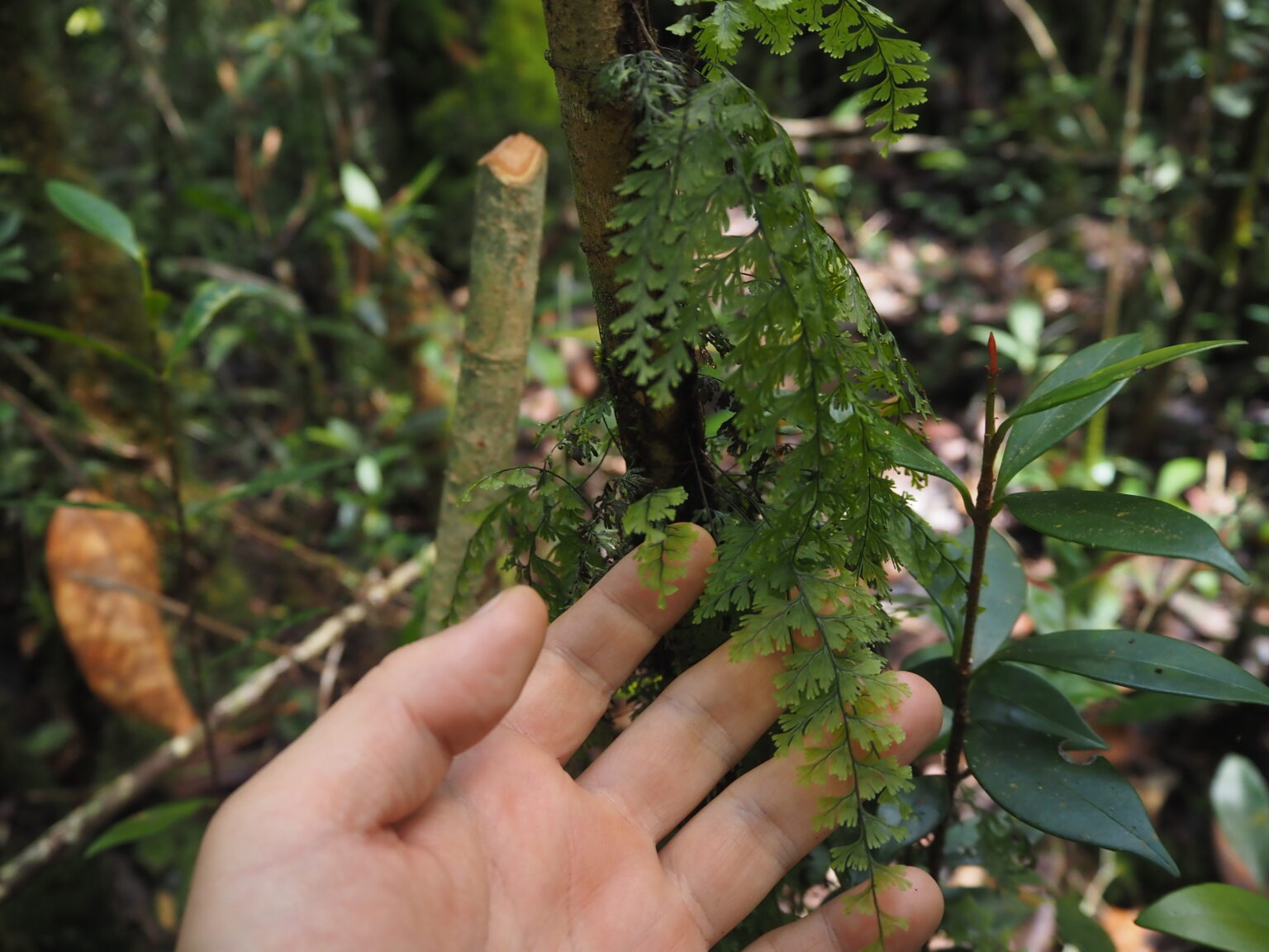 Hymenophyllum sp. Riau Sumatera K0425