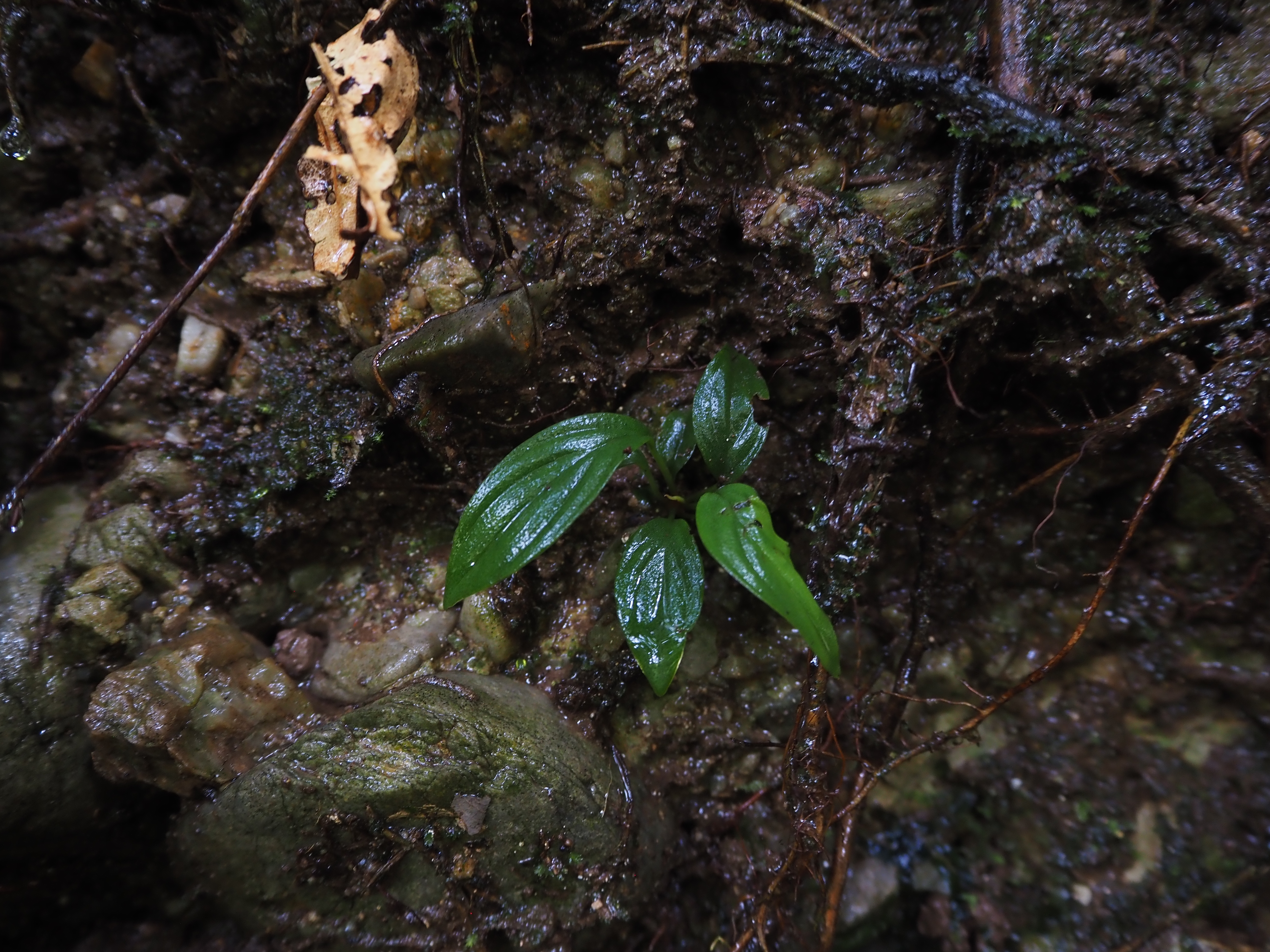 Homalomena sp.Payakumbuh K0425-1