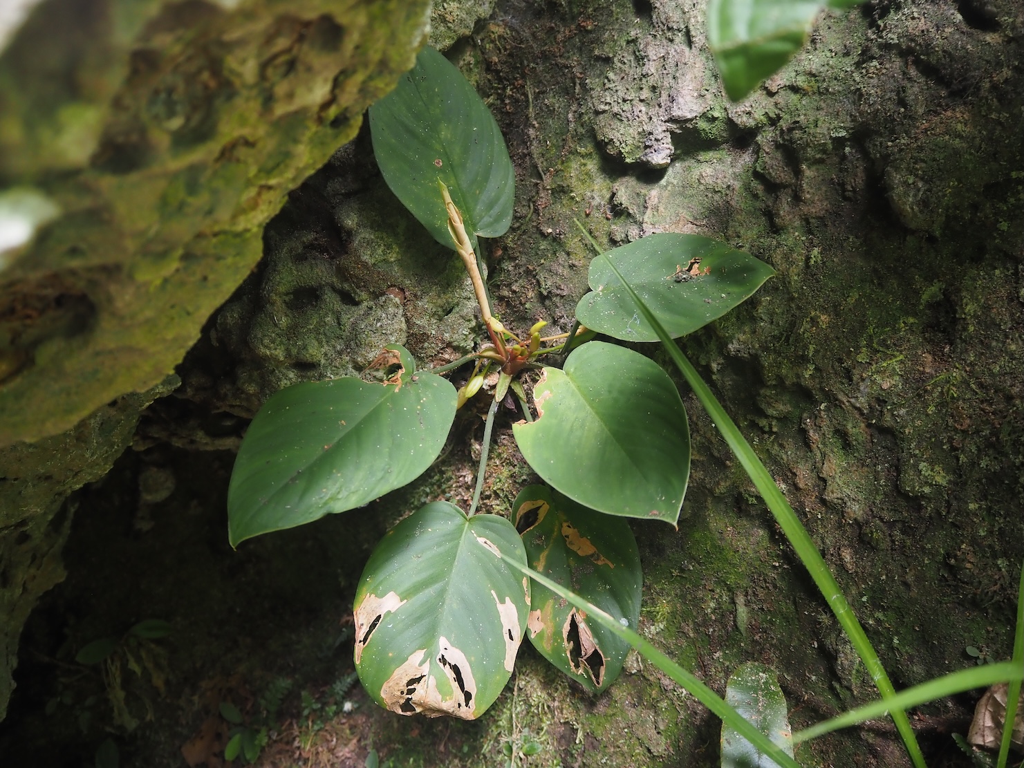 Homalomena sp. Riau Sumatera K0425-5