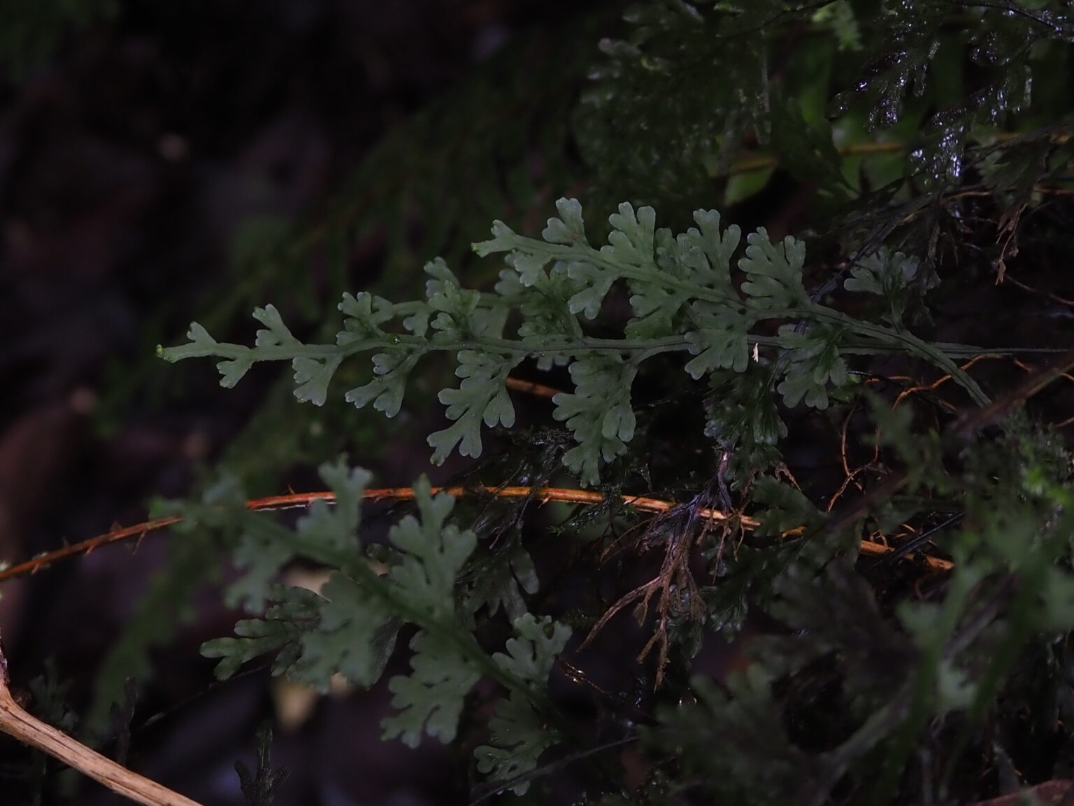 Hymenophyllum sp