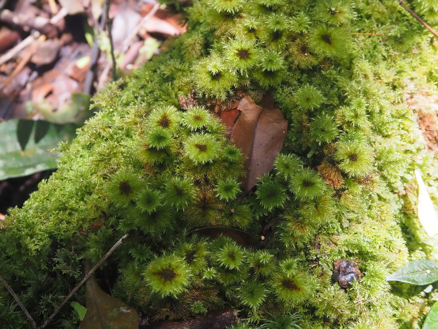 Hypnodendron sp.Riau Sumatera K0425