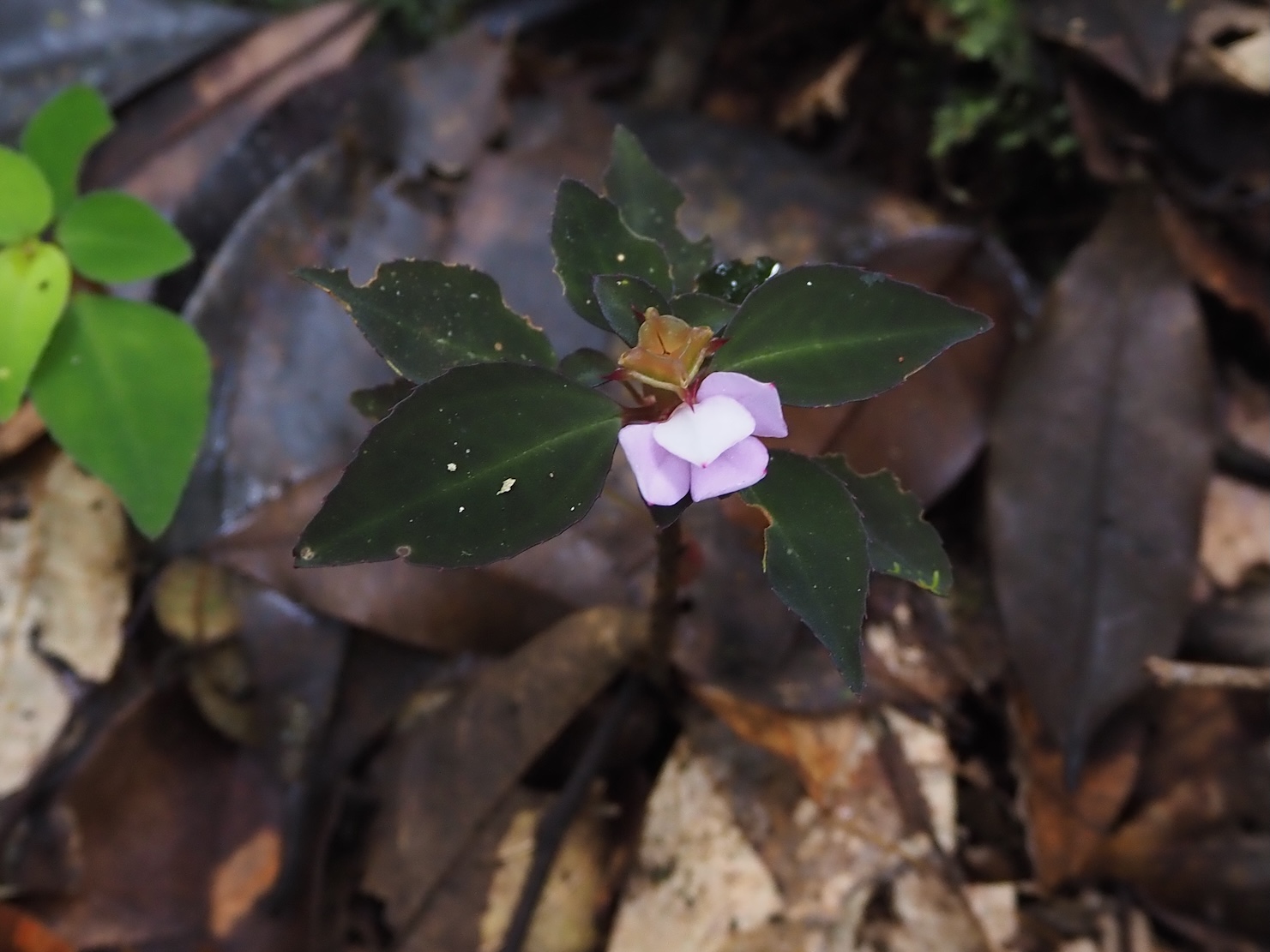 Sarcopyramis sp. Riau Sumatera K0425