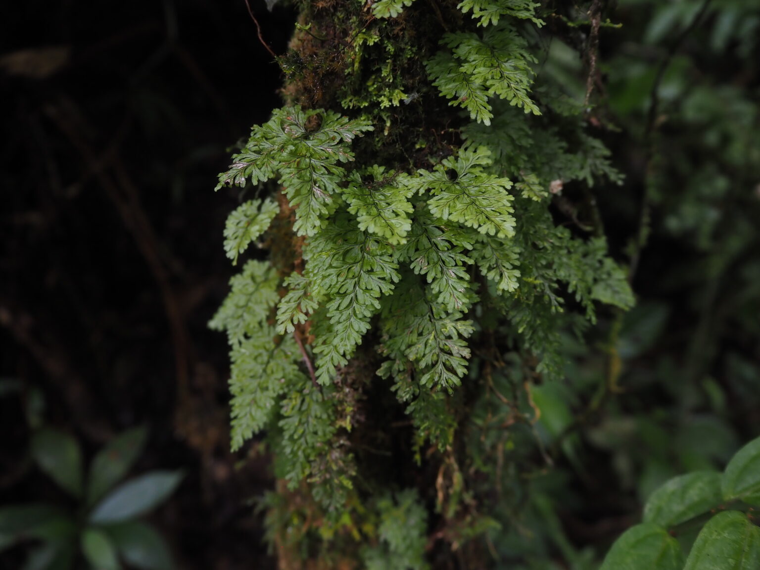 Hymenophyllum sp.
