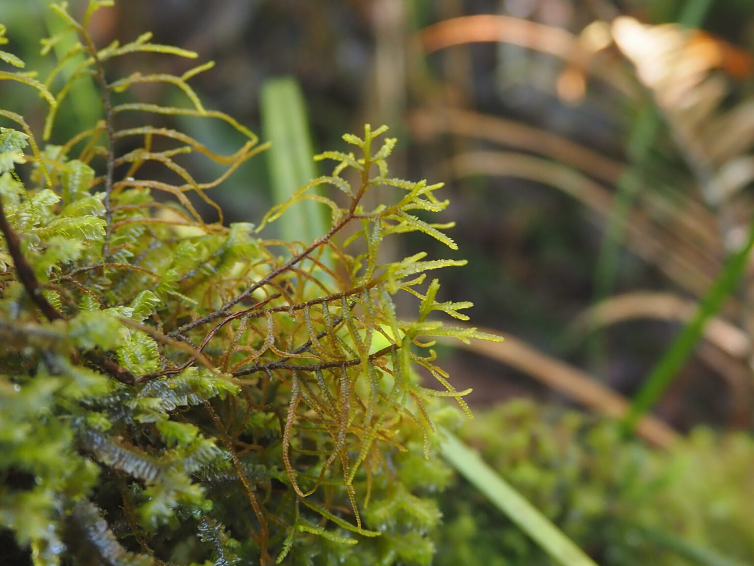 Repicolea sp. Riau Sumatera K0425