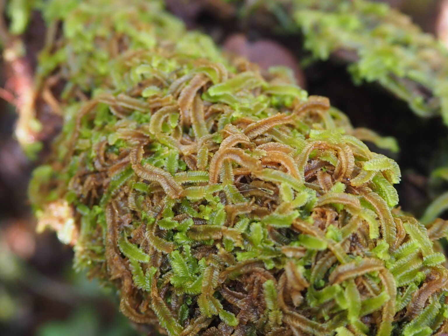 Lophocoleaceae gen. Riau Sumatera K0425