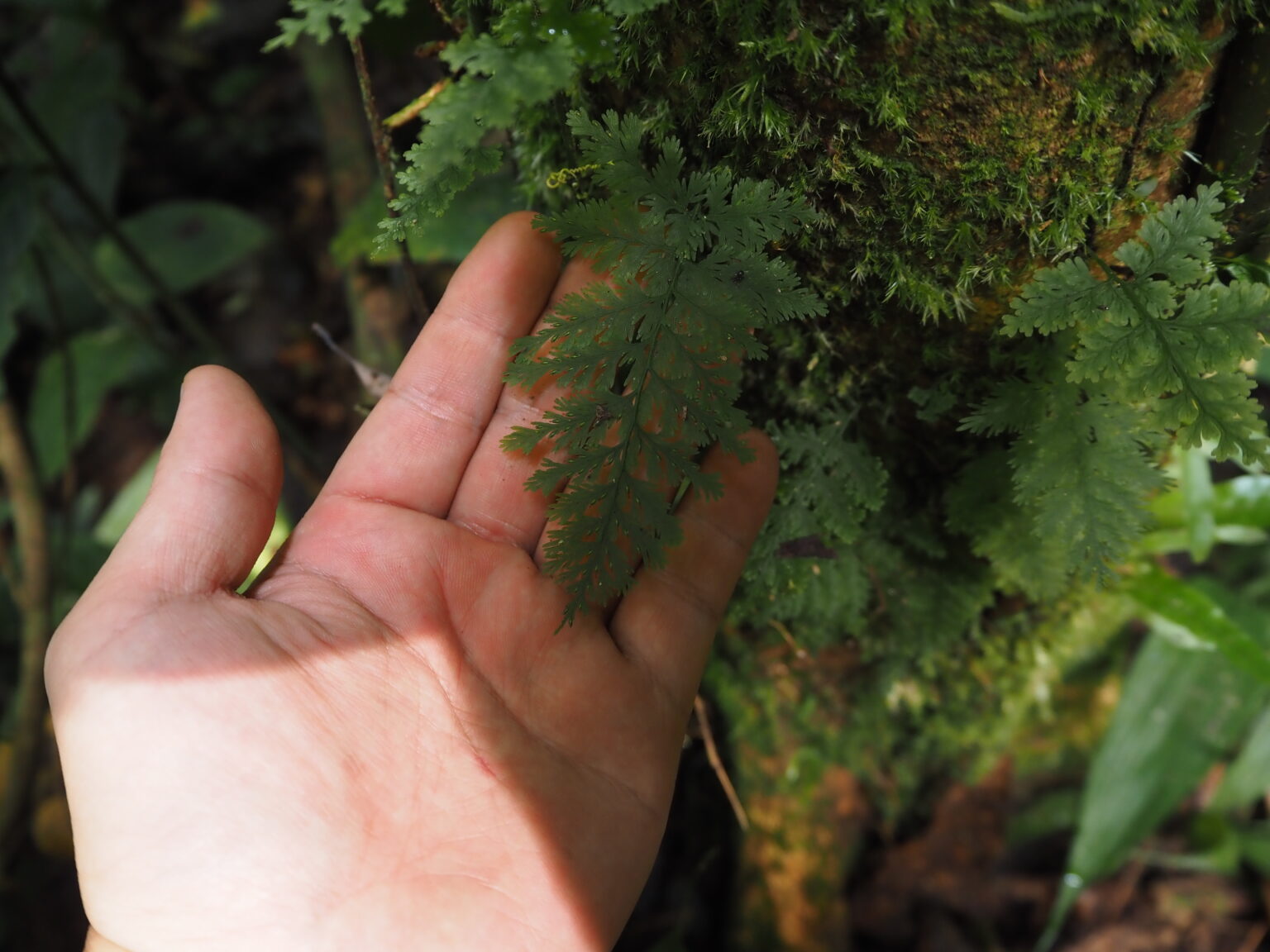 Crepidomanes sp. Riau Sumatera K0425