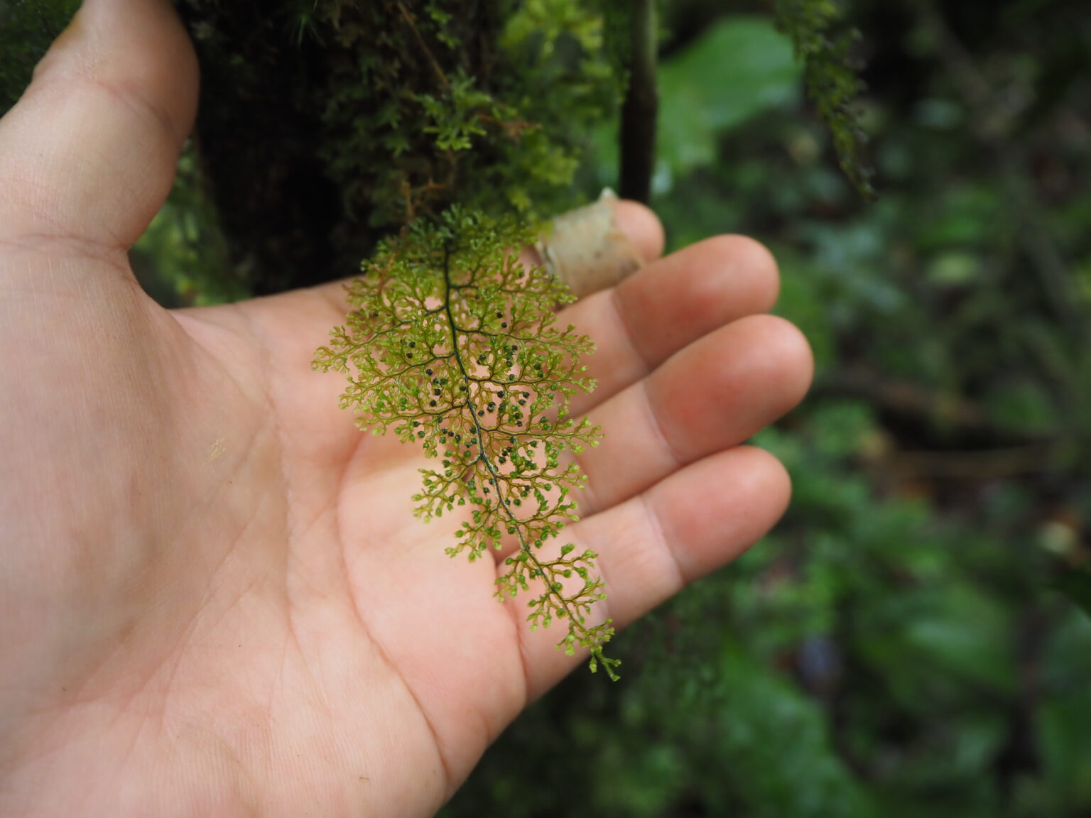 Hymenophyllum sp