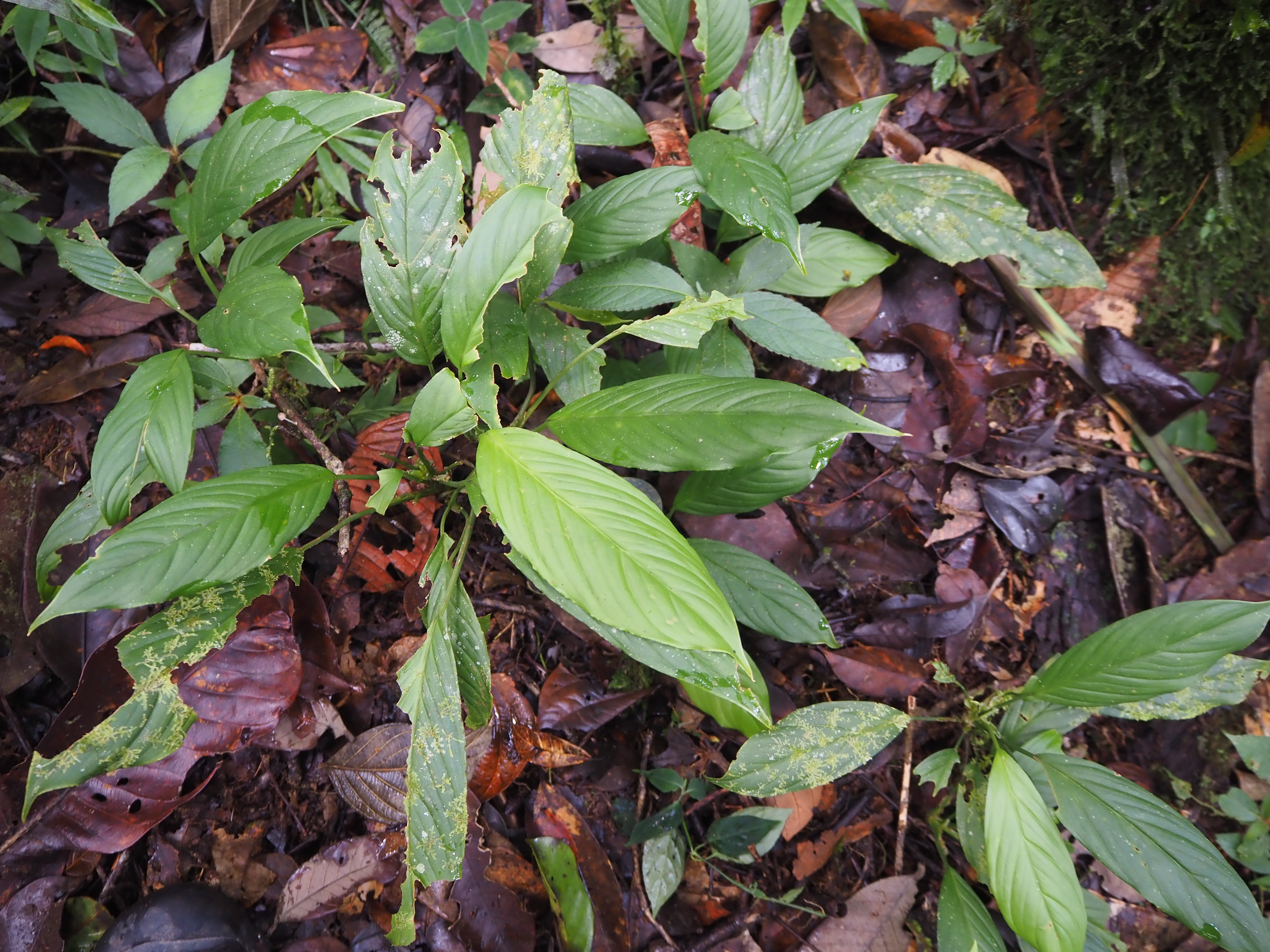 Homalomena sp.Padang K0425-1