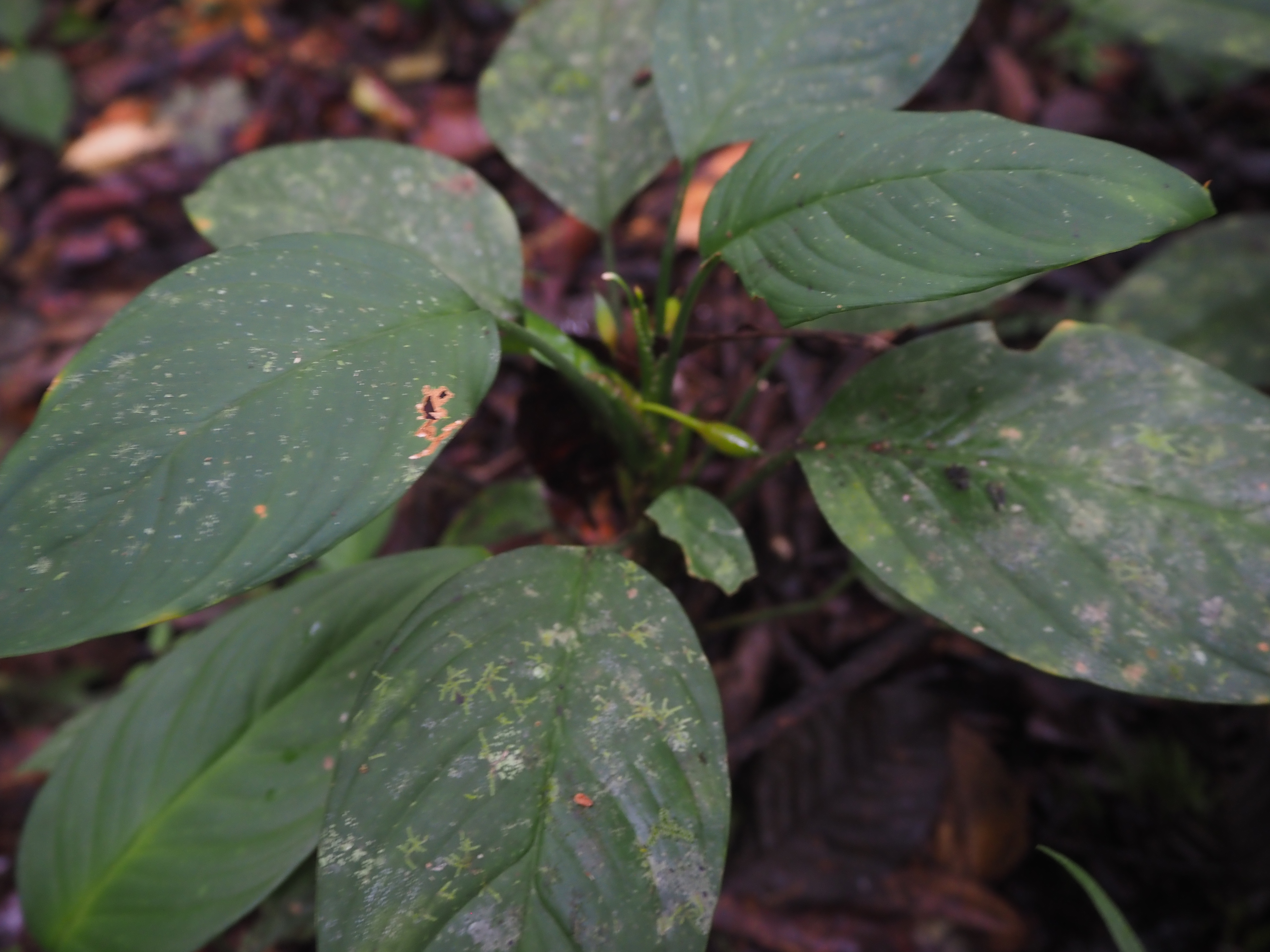 Homalomena sp.Padang K0425-3