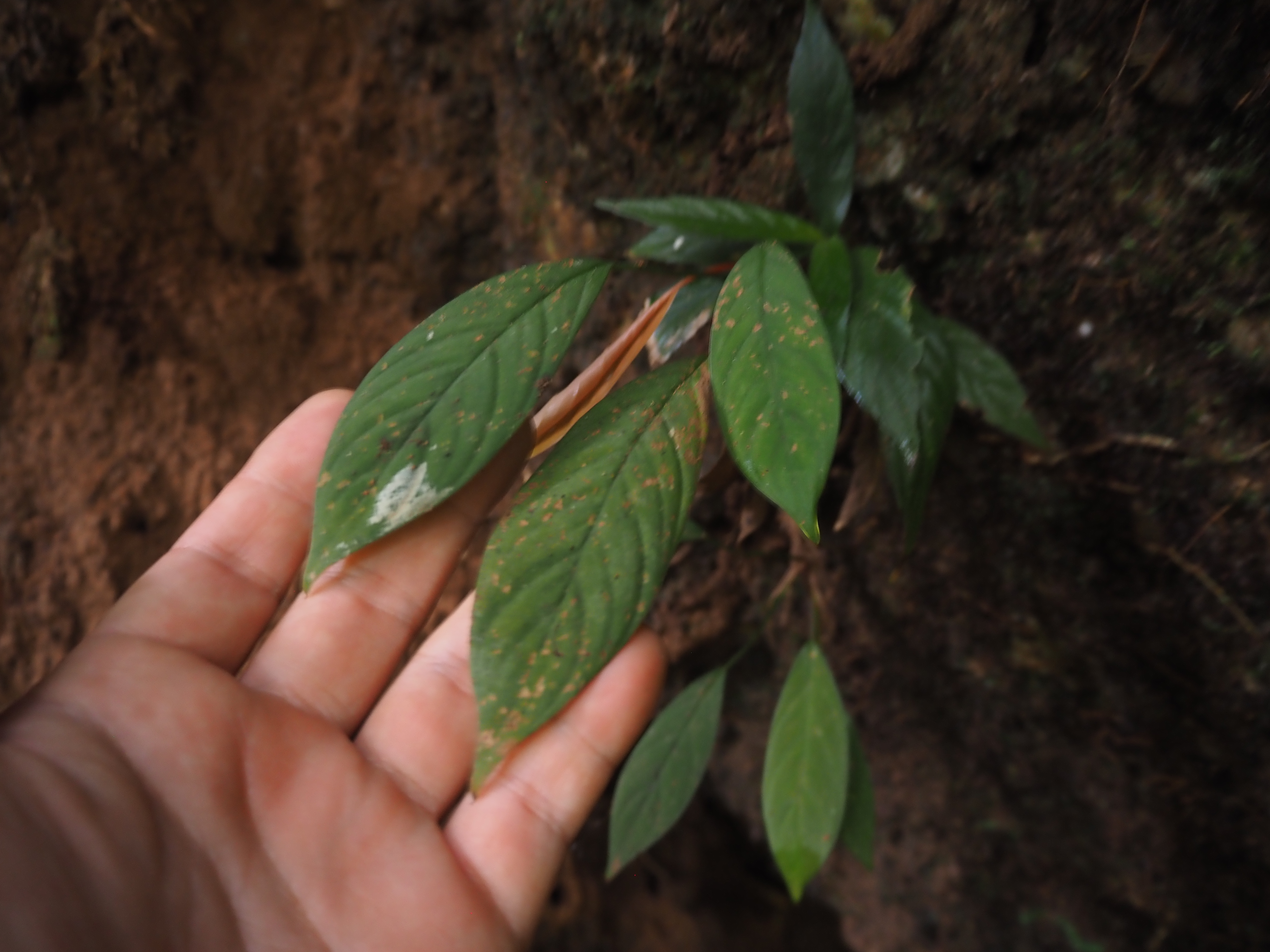 Homalomena sp.Payakumbuh K0425-2