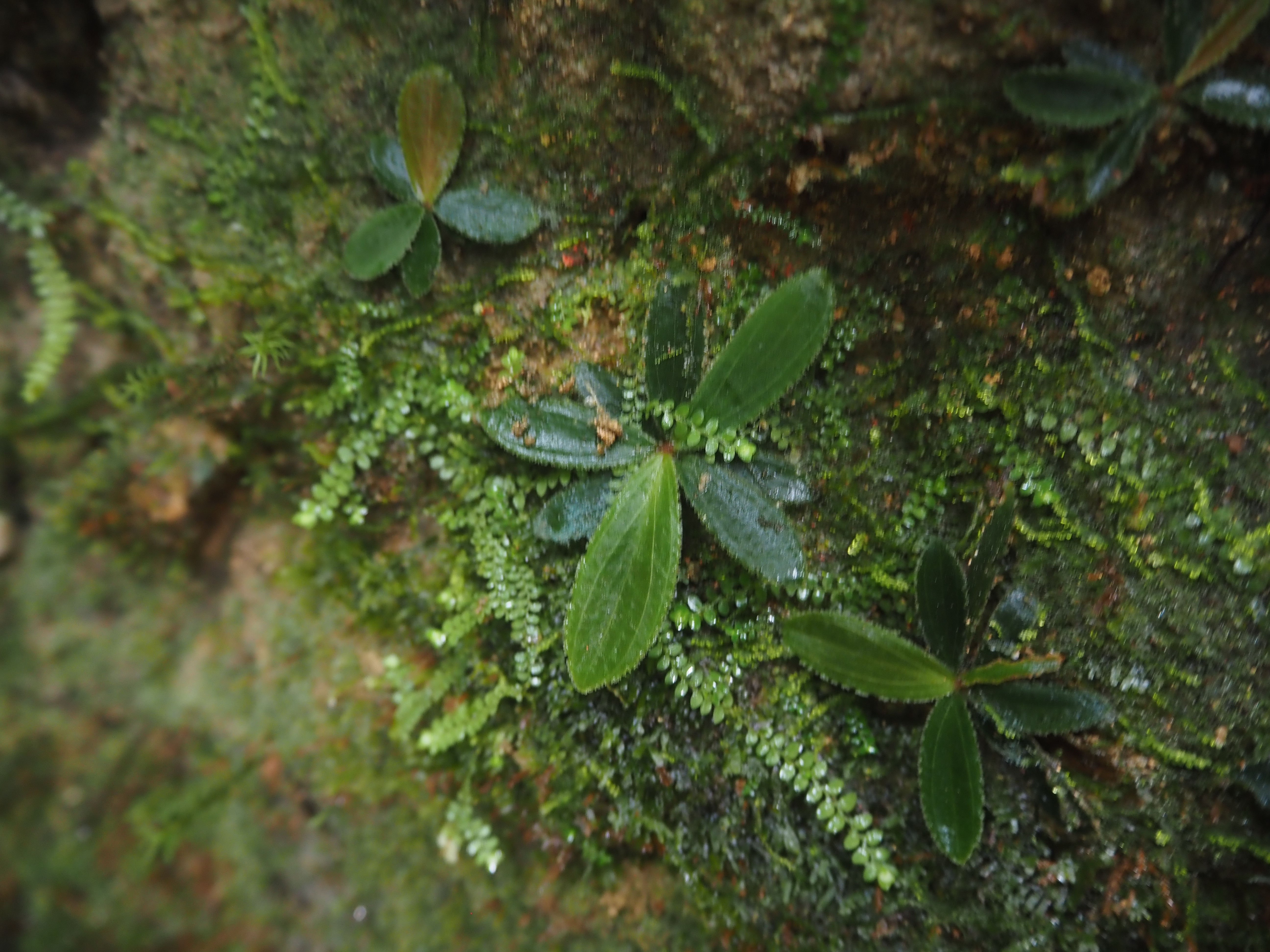 Homalomena sp.Payakumbuh K0425-1