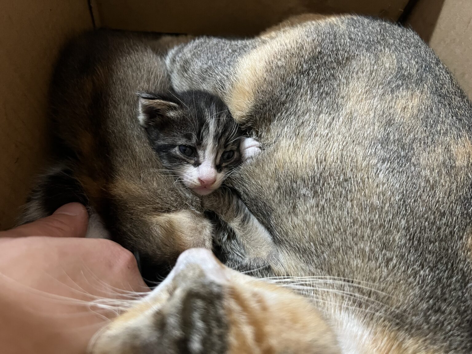 ﾈｺｷｬｯﾄ