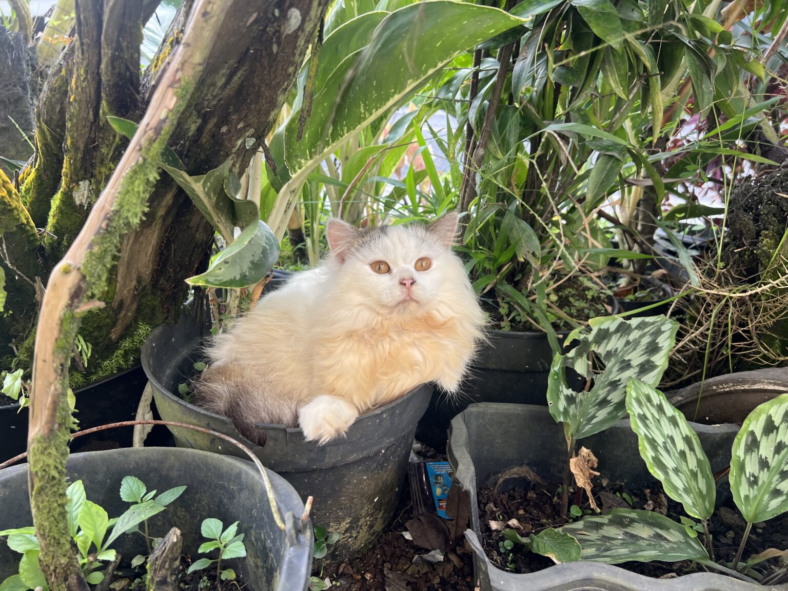 ﾈｺｷｬｯﾄ