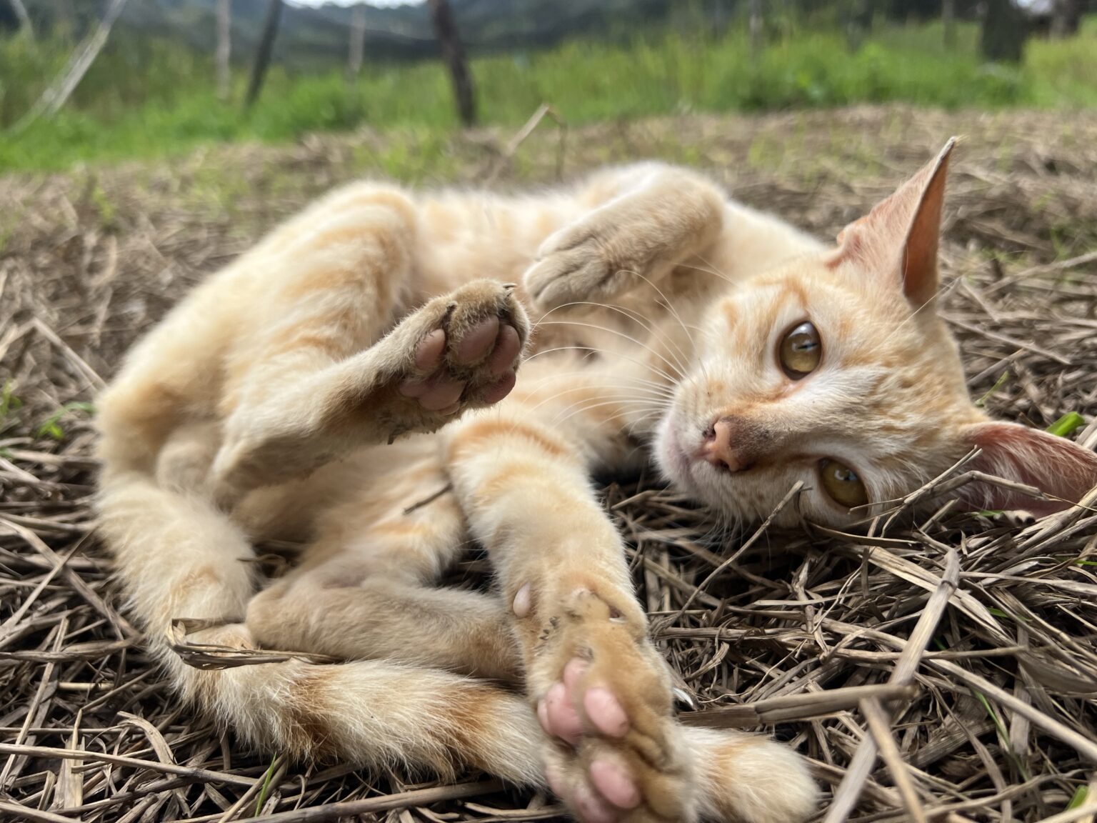 ﾈｺｷｬｯﾄ