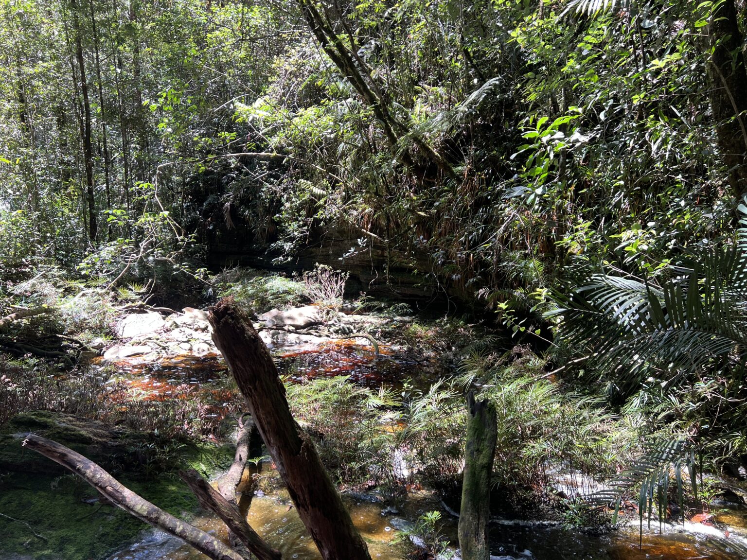 Sumatera Jungle