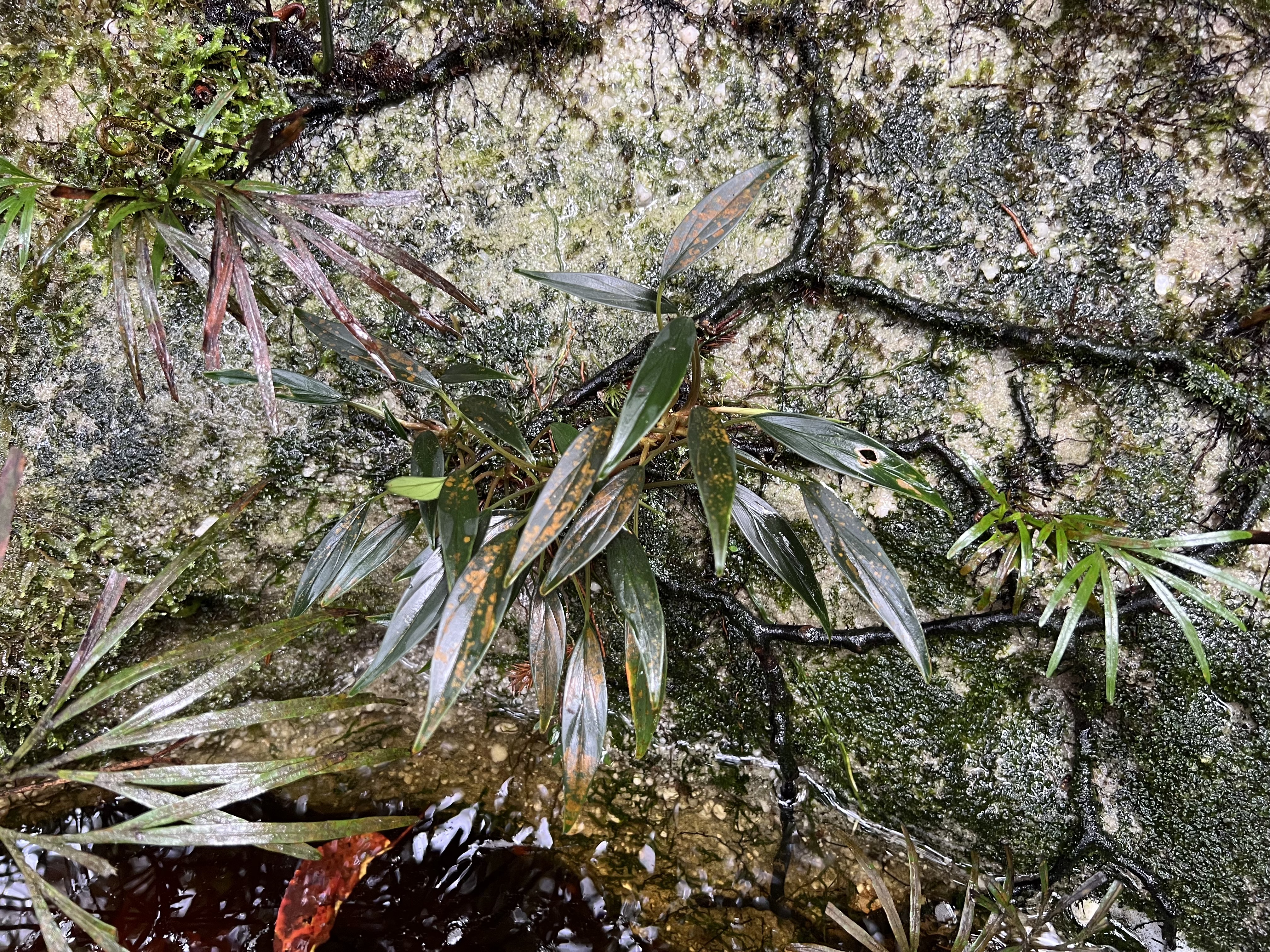 Homalomena cf. pyrospatha Riau Sumatera K0425-3