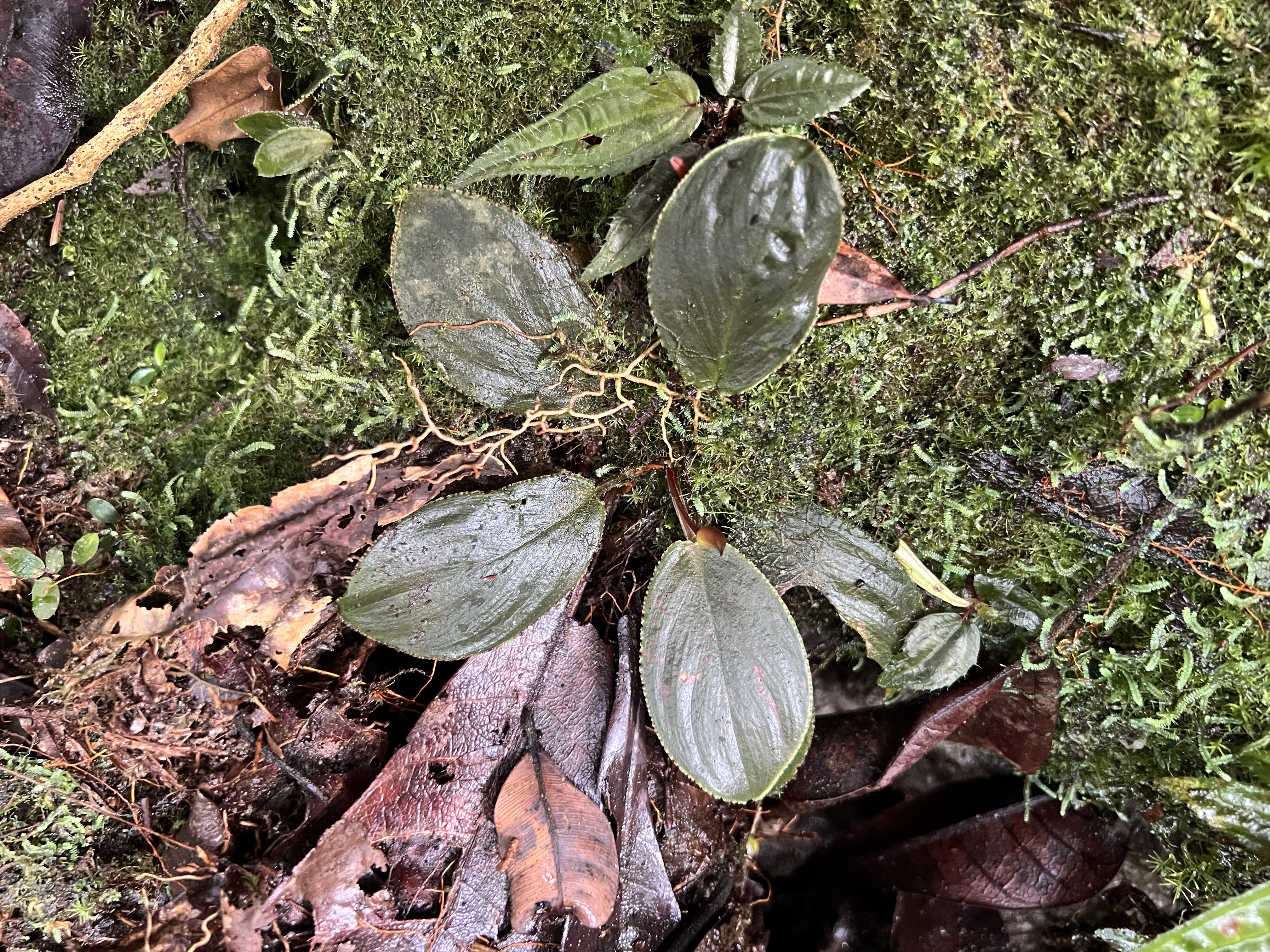 Homalomena cf. squamis draconis Riau 0425-4
