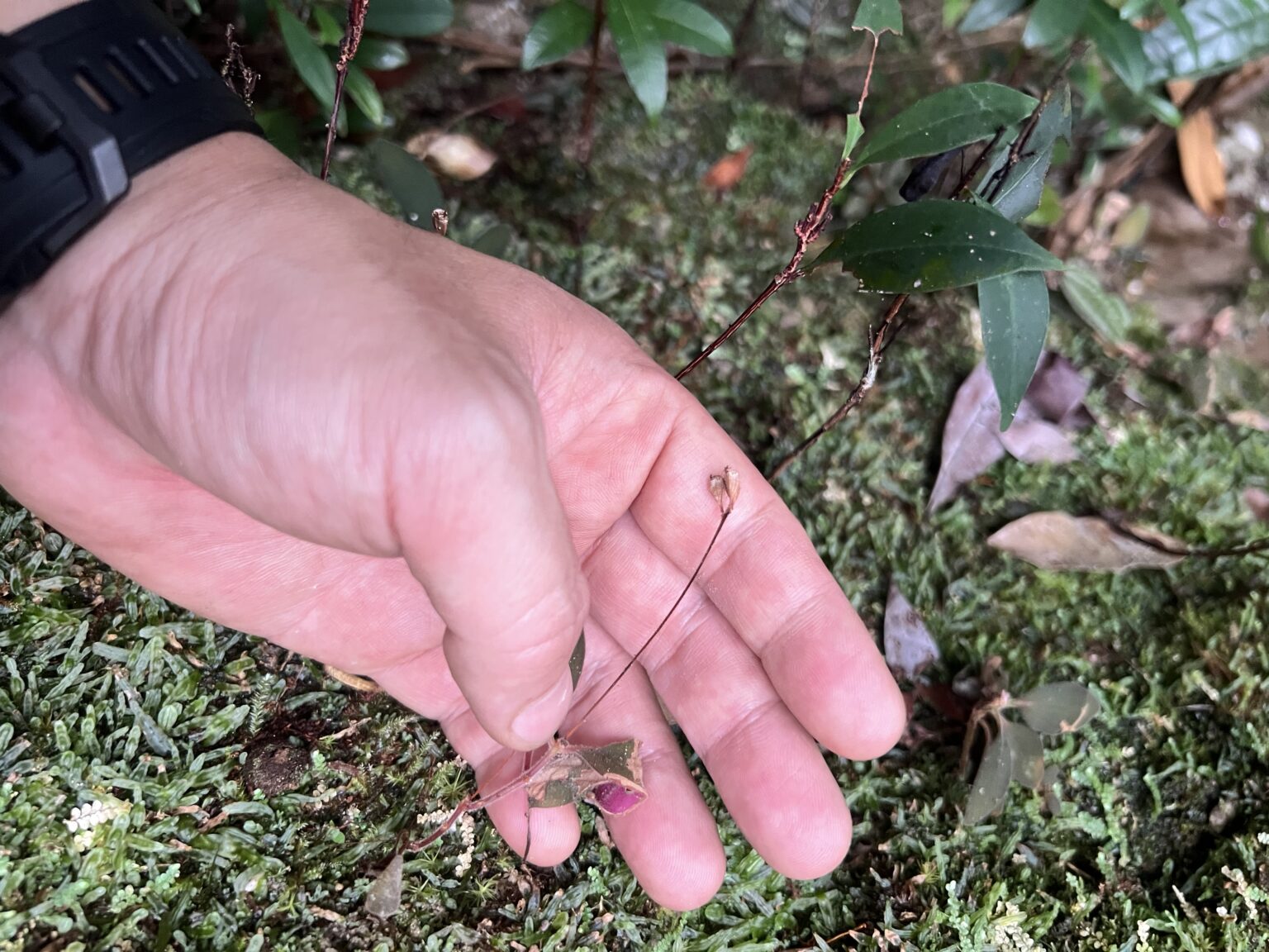 Sonerila sp. Riau Sumatera K0425