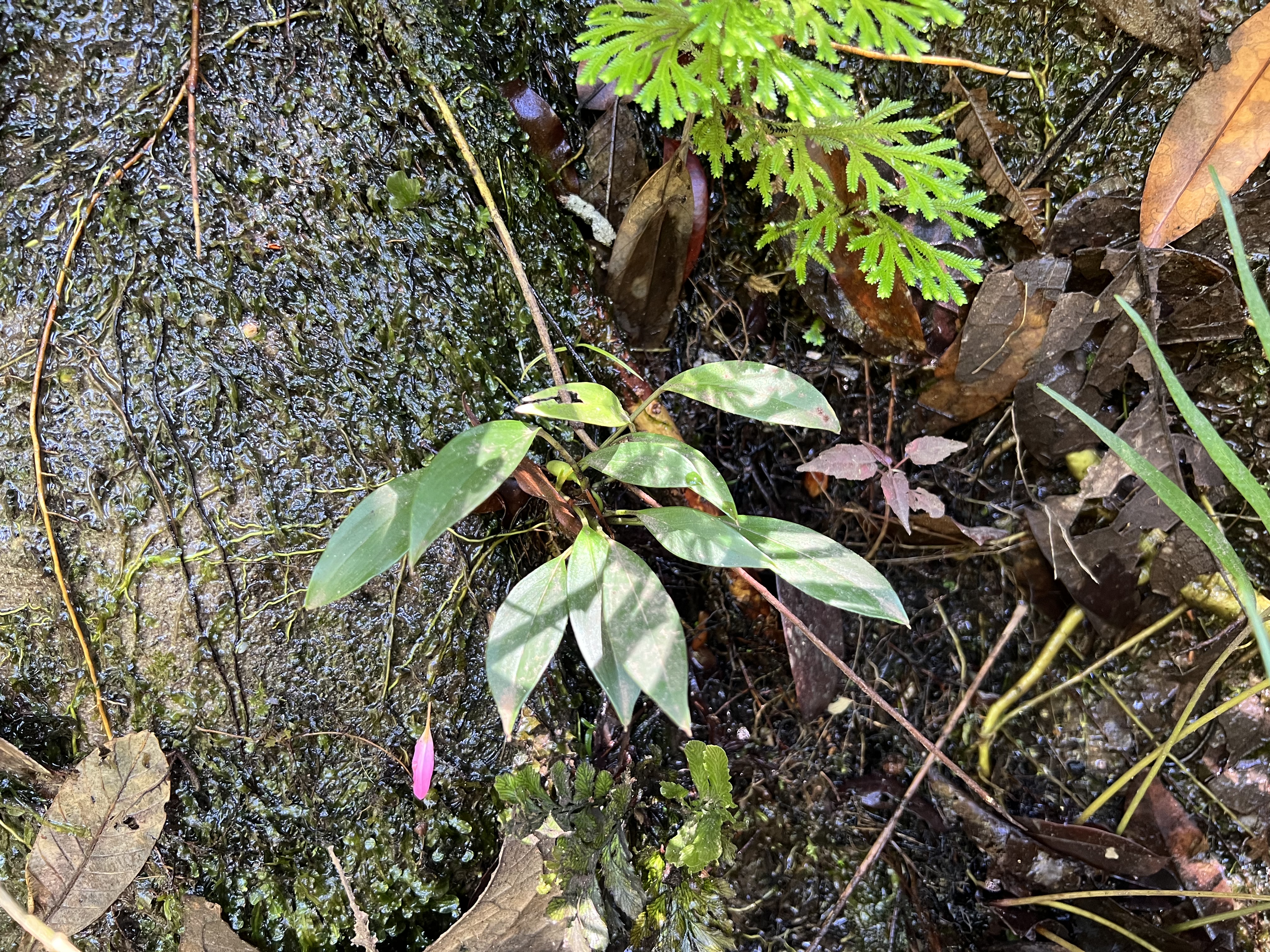 Homalomena sp. Sumatera Barat 0425-4