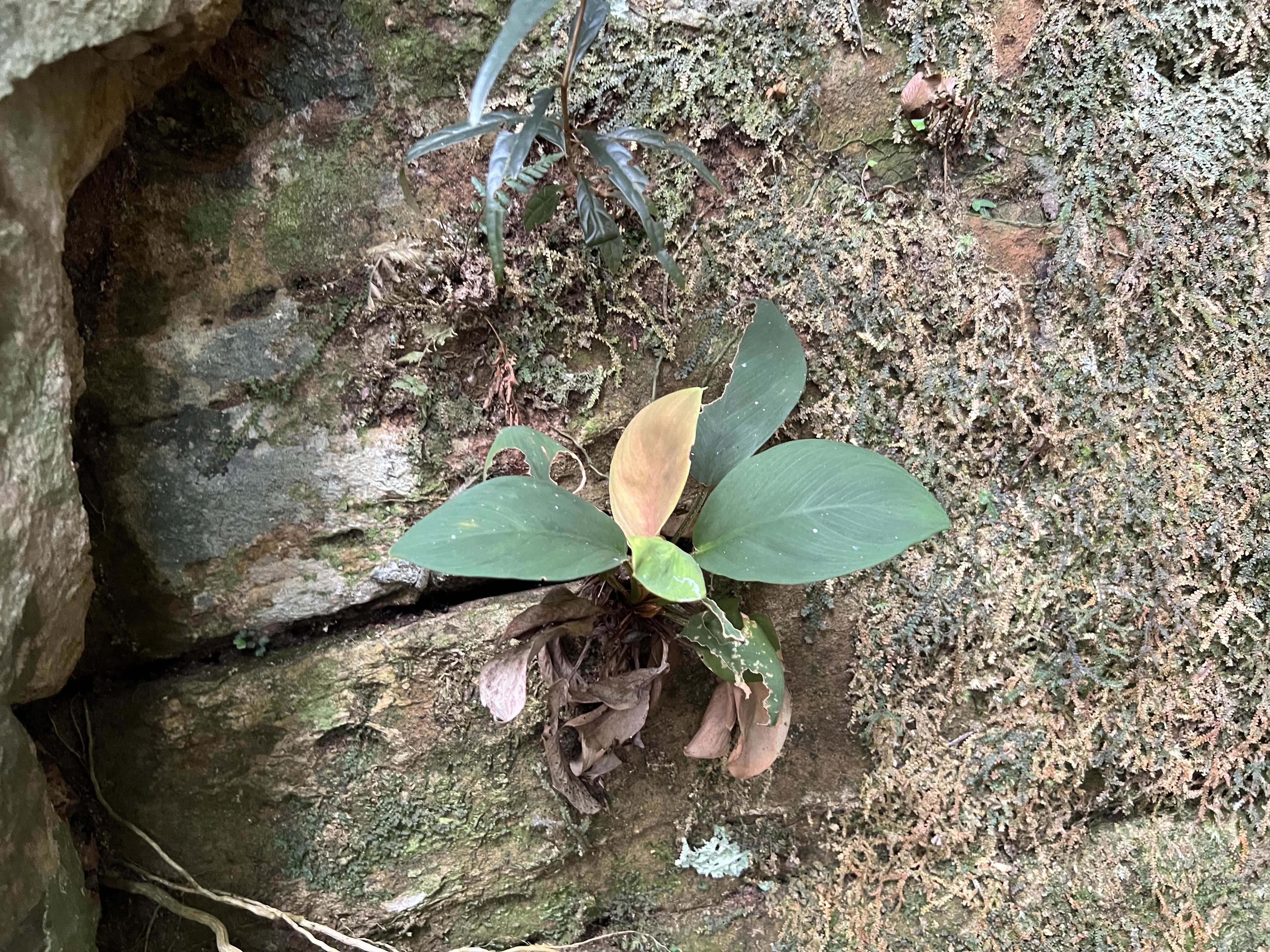 Homalomena sp.Payakumbuh K0425-4
