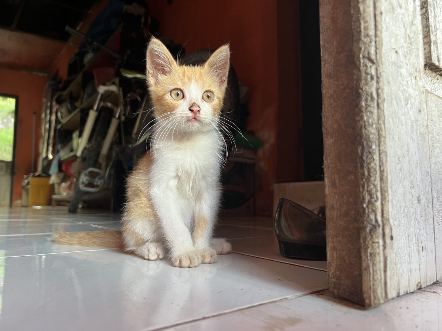 ﾈｺｷｬｯﾄ