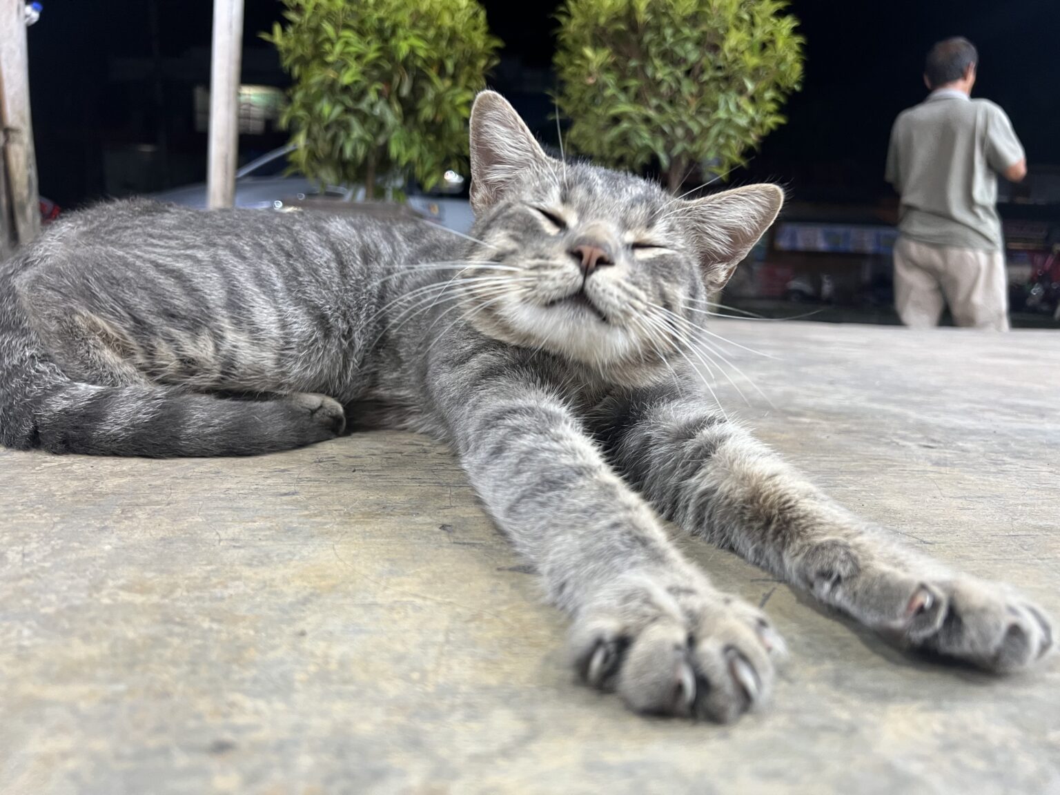 ﾈｺｷｬｯﾄ