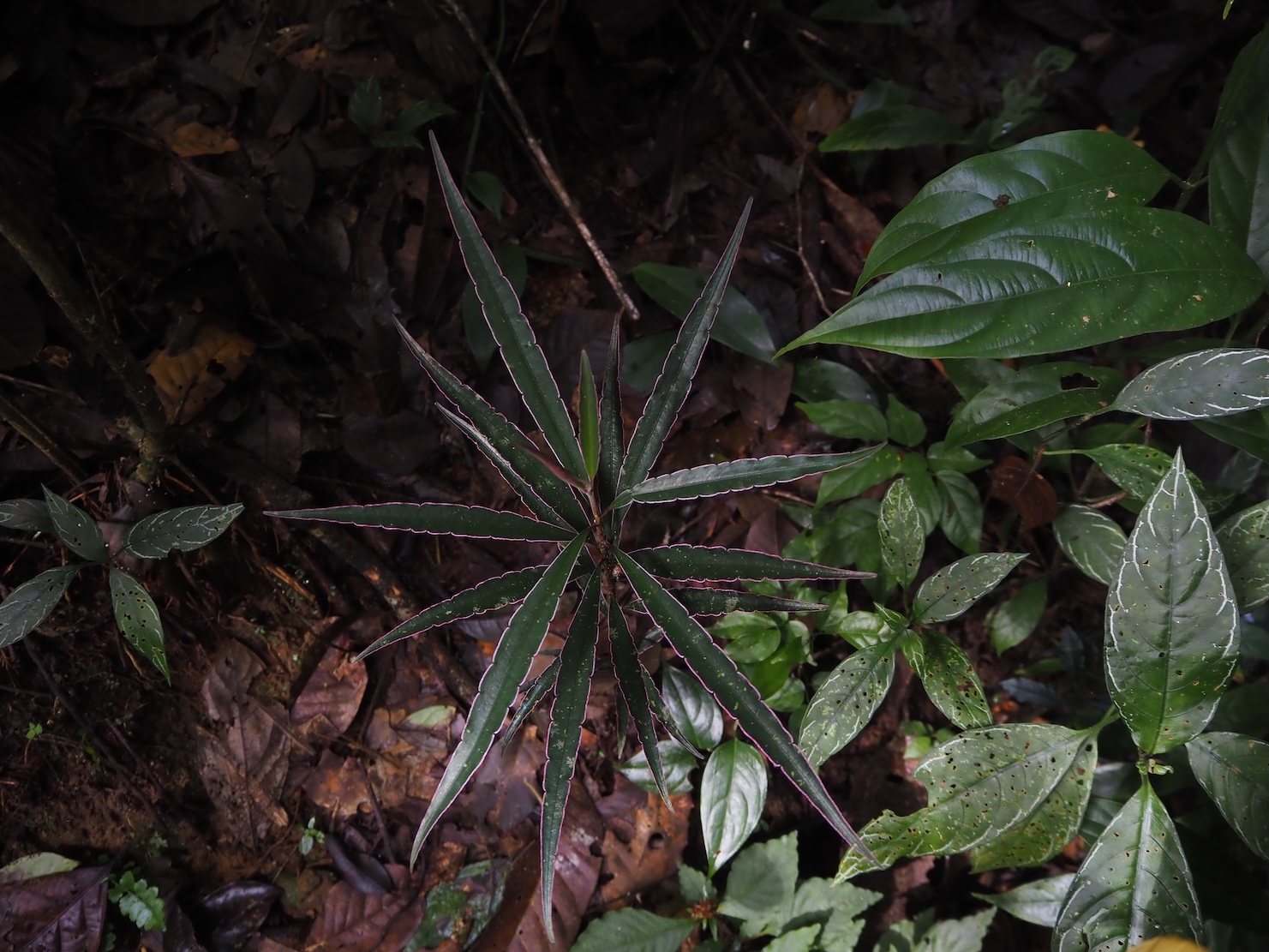 Ardisia sp. Riau Sumatera K0425