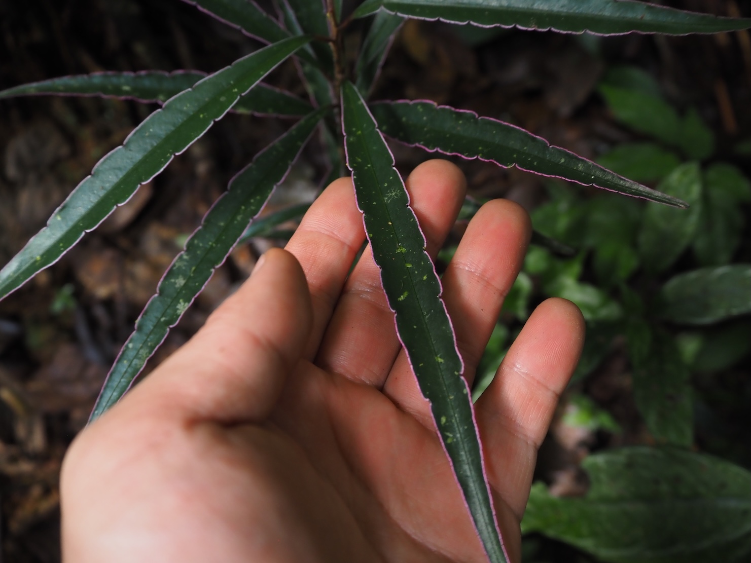 Ardisia sp. Riau Sumatera K0425
