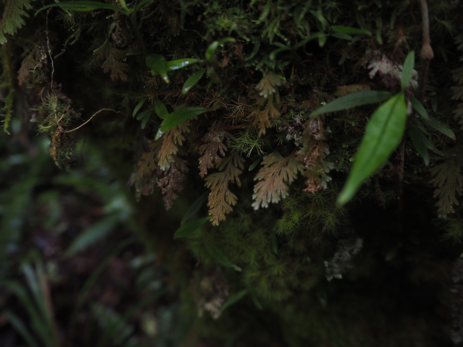 Hymenophyllum pilosissimum Riau Sumatera K0425