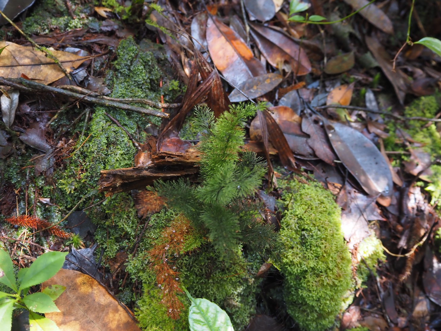 Abrodictyum pluma Riau Sumatera K0425