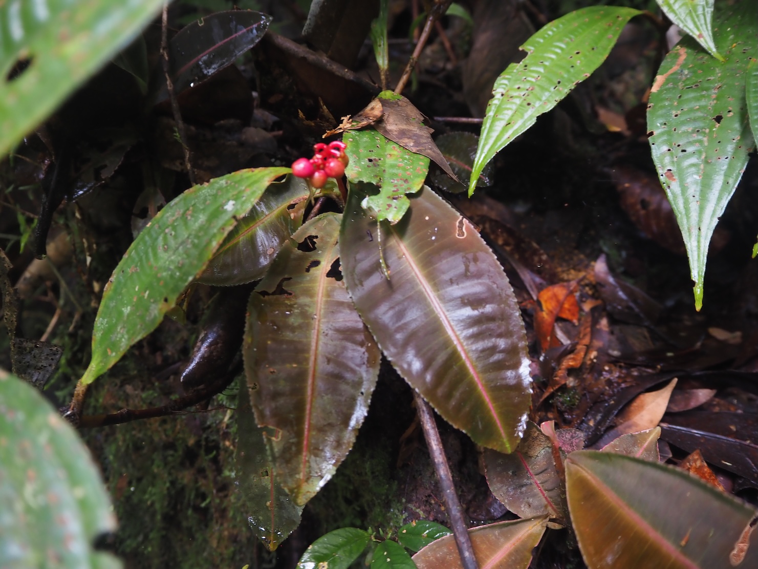 Labisia sp. Riau Sumatera K0425