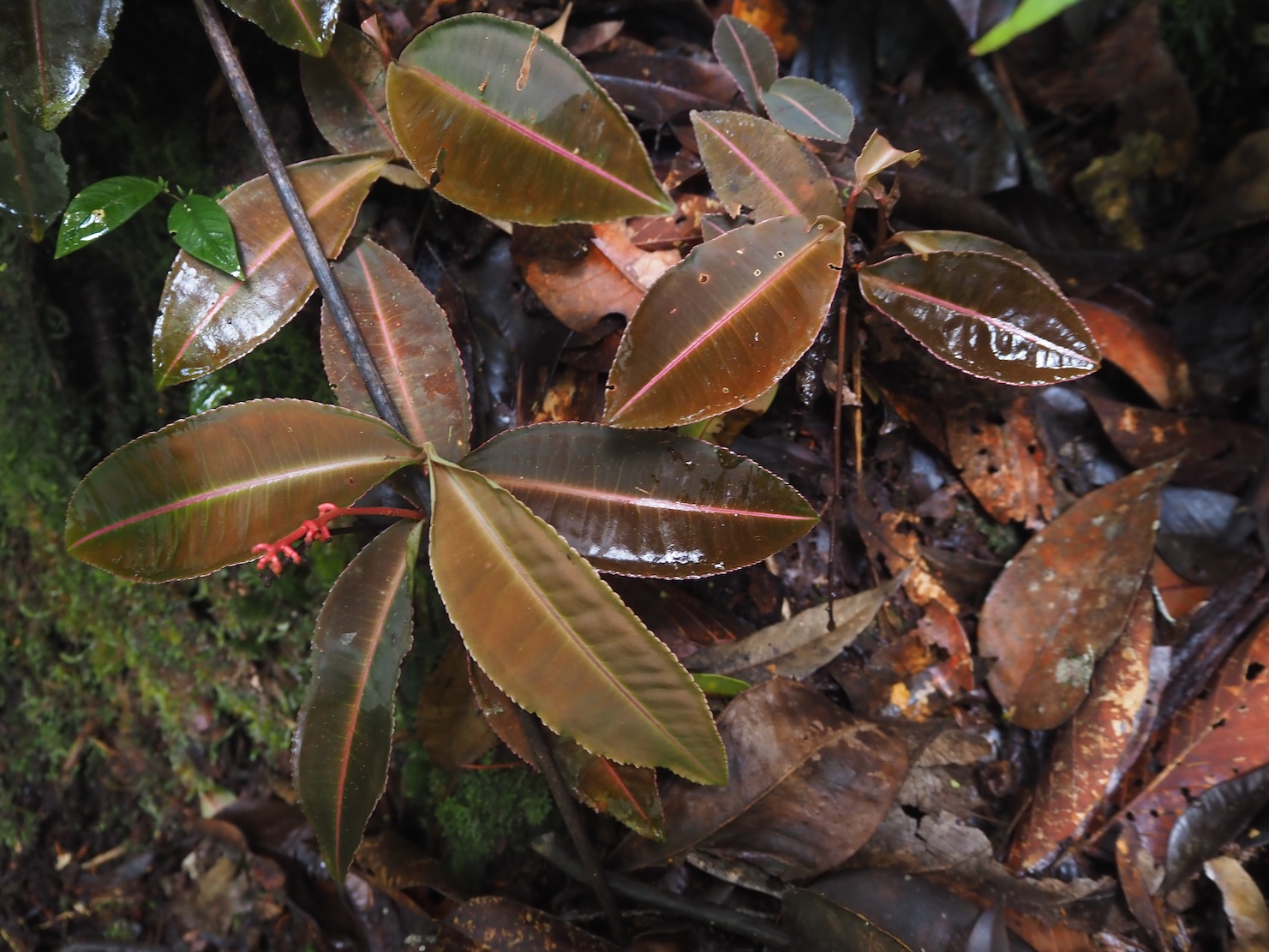 Labisia sp. Riau Sumatera K0425
