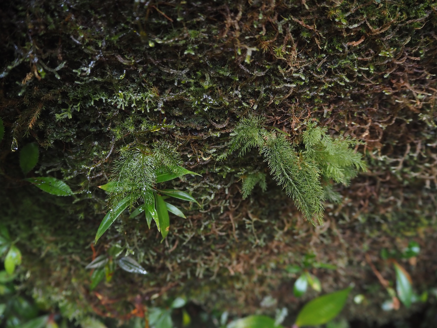 Abrodictyum pluma Riau Sumatera K0425