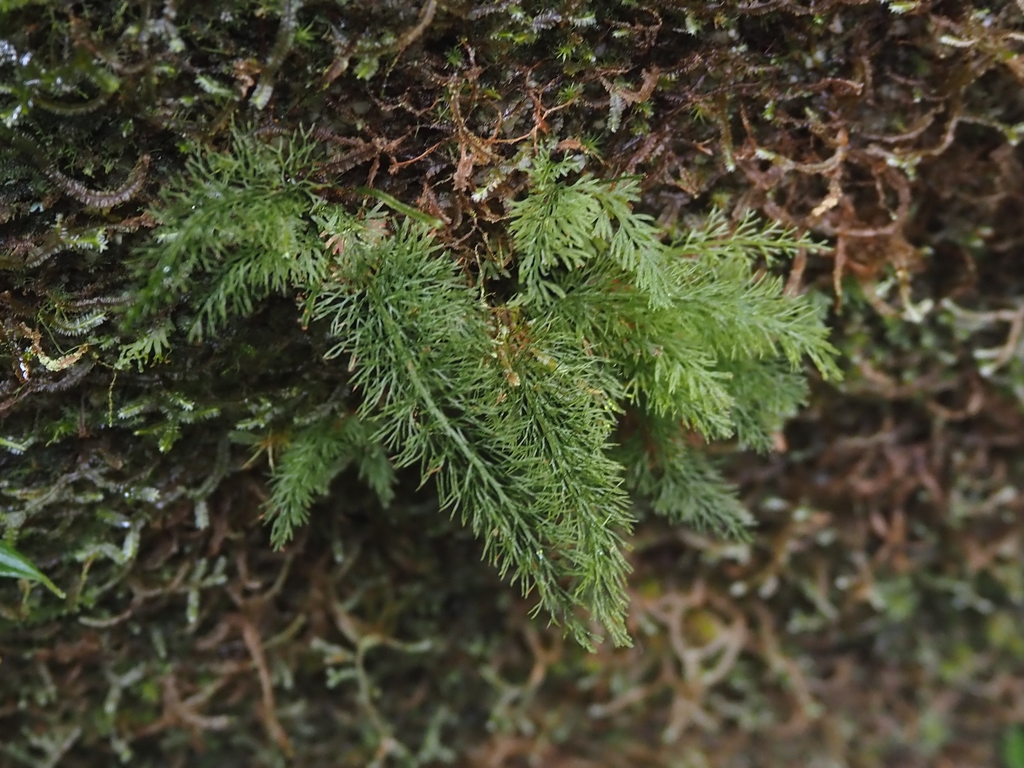 Abrodictyum pluma Riau Sumatera K0425