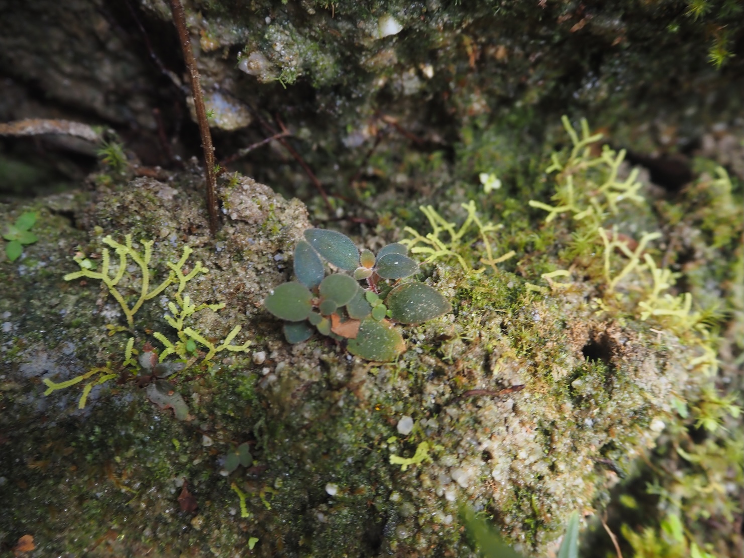 Sonerila sp. Riau Sumatera K0425