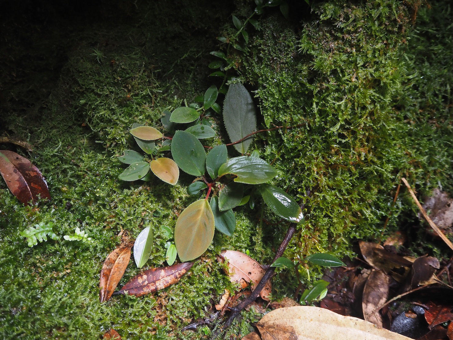 Homalomena sp. Riau Sumatera K0425-1 野生のホマロメナ
