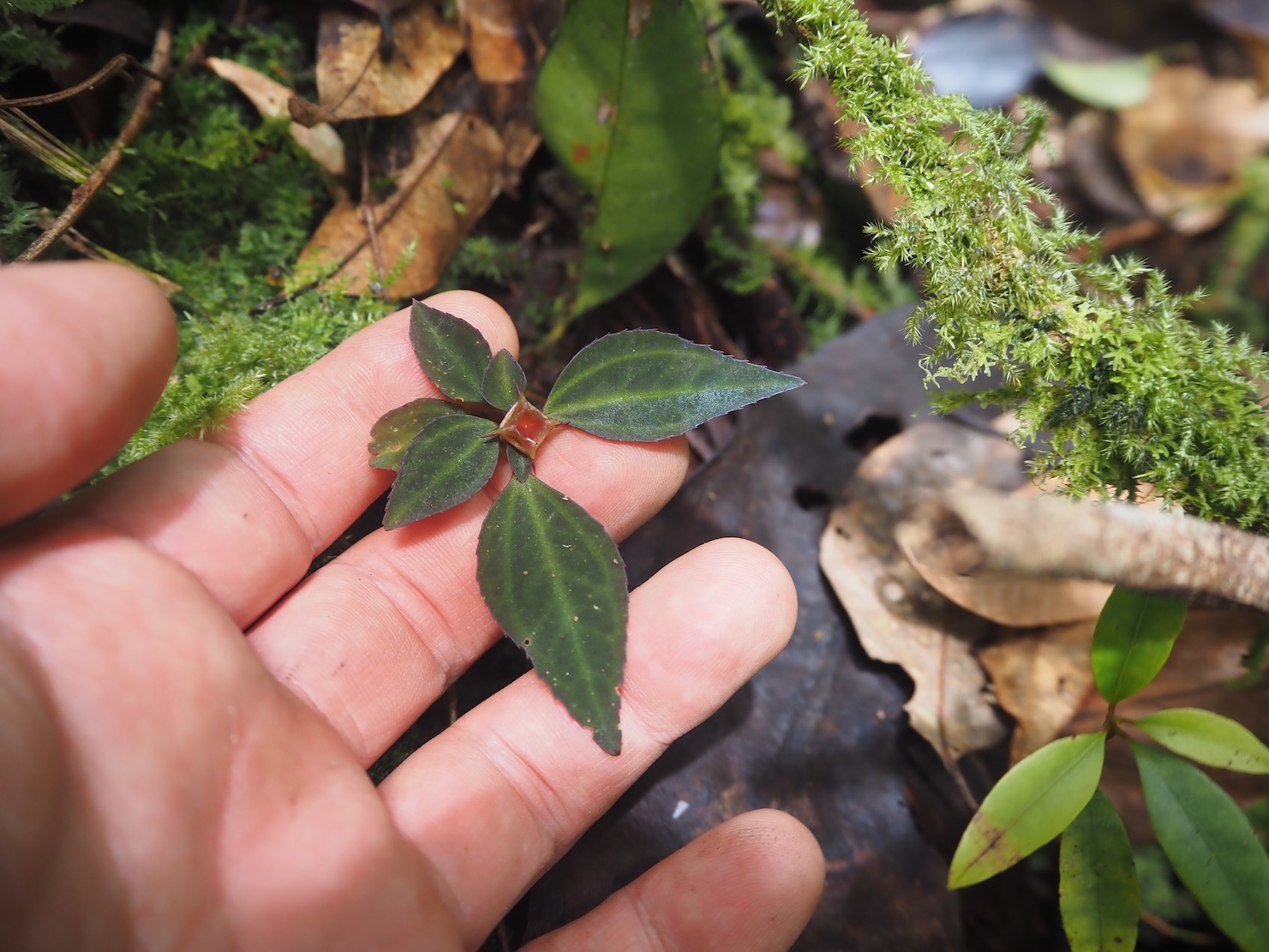 Sarcopyramis sp. Riau Sumatera K0425